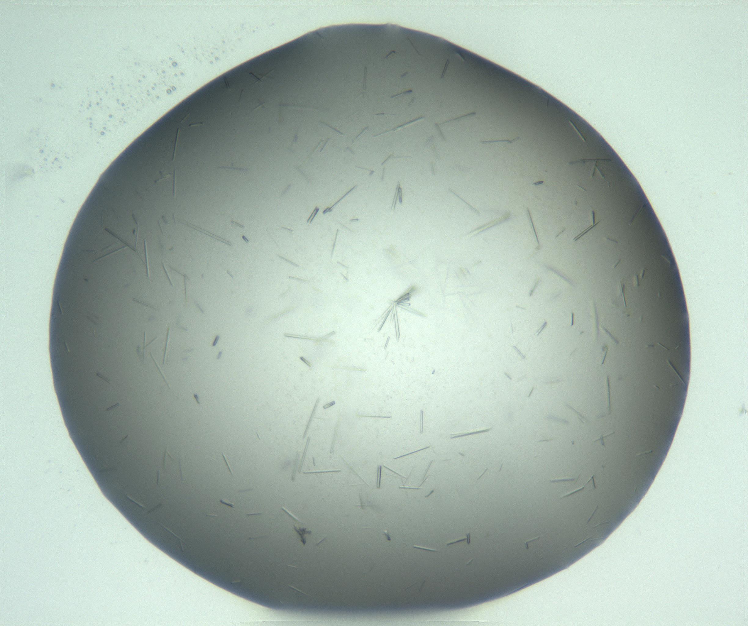 RI01_03_000_0212_Proj1_Clon1_MC_0000MC103274_002_170214_09_04_01_00_99_002_001_RAI.jpg