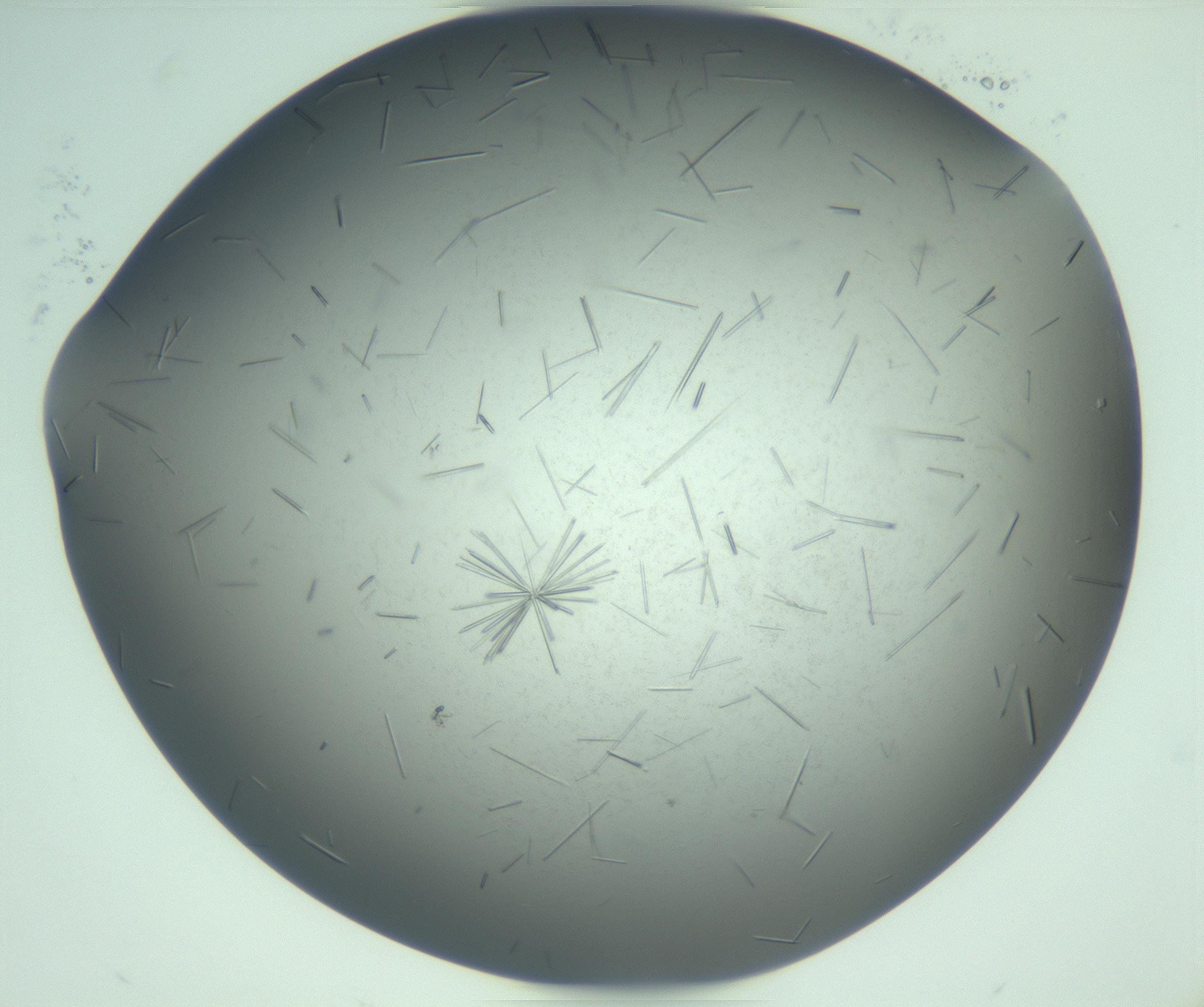 RI01_03_000_0212_Proj1_Clon1_MC_0000MC103274_002_170214_09_04_02_00_99_002_001_RAI.jpg
