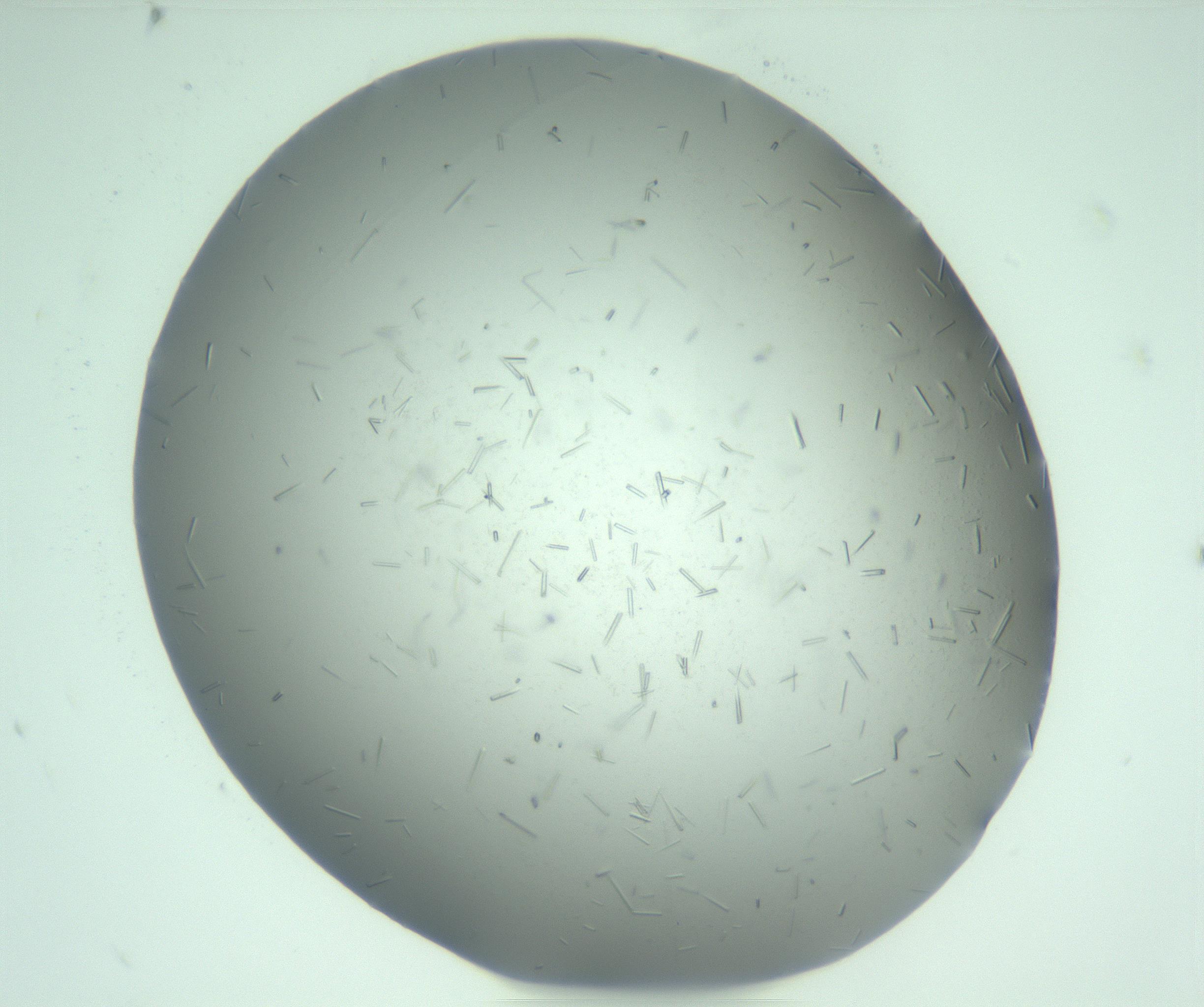 RI01_03_000_0212_Proj1_Clon1_MC_0000MC103274_002_170214_09_05_01_00_99_002_001_RAI.jpg