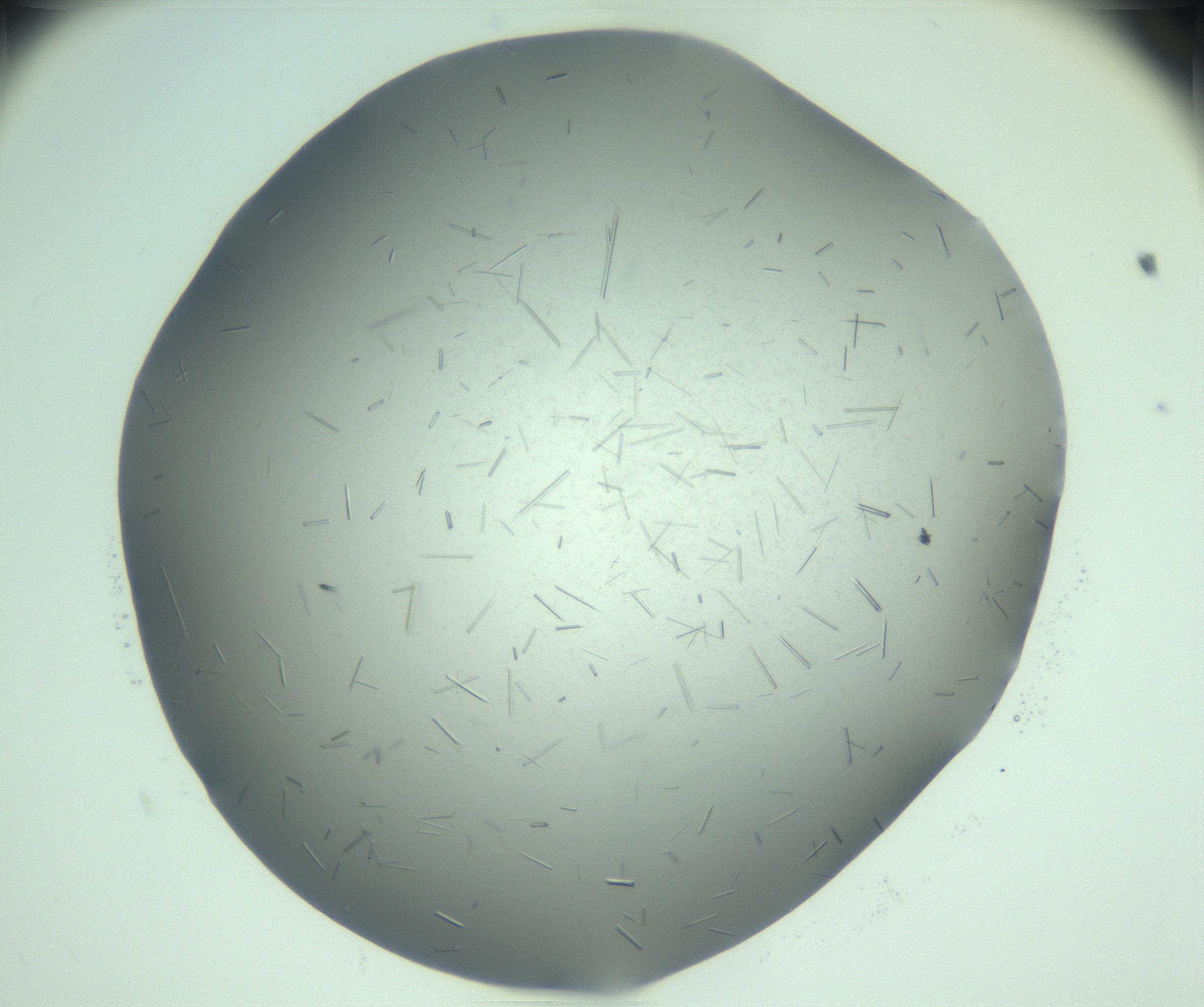 RI01_03_000_0212_Proj1_Clon1_MC_0000MC103274_002_170214_09_05_02_00_99_002_001_RAI.jpg