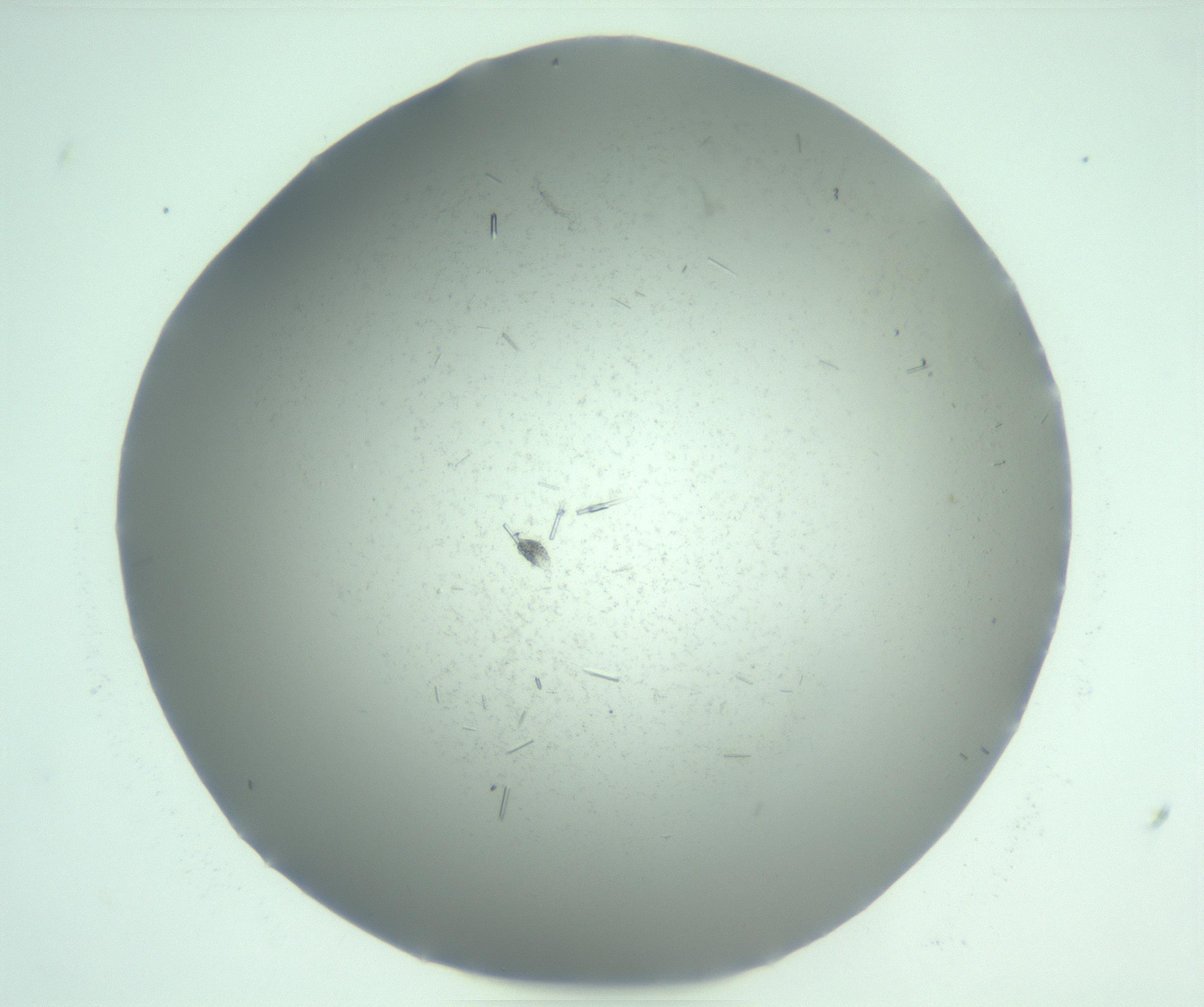RI01_03_000_0212_Proj1_Clon1_MC_0000MC103274_002_170214_09_06_01_00_99_002_001_RAI.jpg