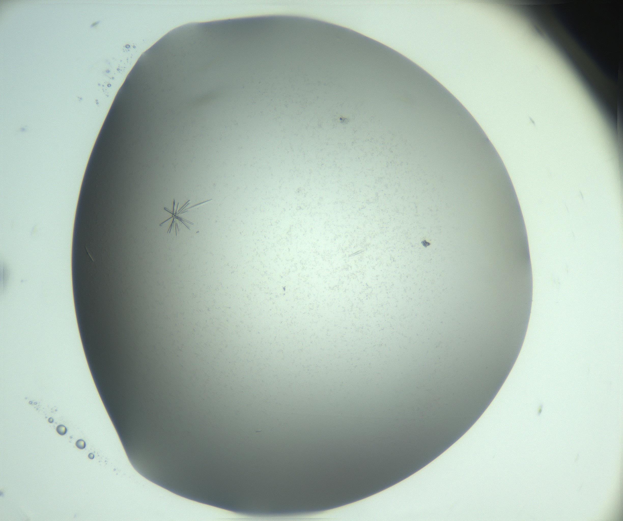 RI01_03_000_0212_Proj1_Clon1_MC_0000MC103274_002_170214_09_06_02_00_99_002_001_RAI.jpg