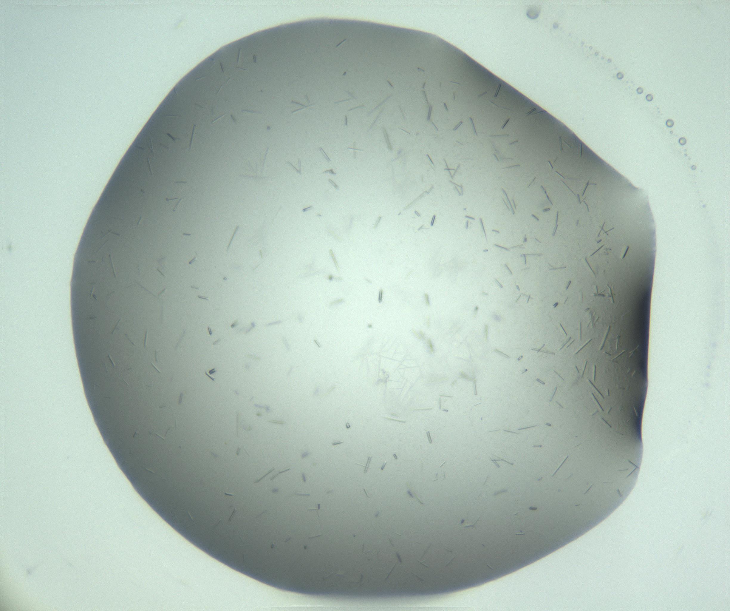 RI01_03_000_0212_Proj1_Clon1_MC_0000MC103274_002_170214_09_07_01_00_99_002_001_RAI.jpg