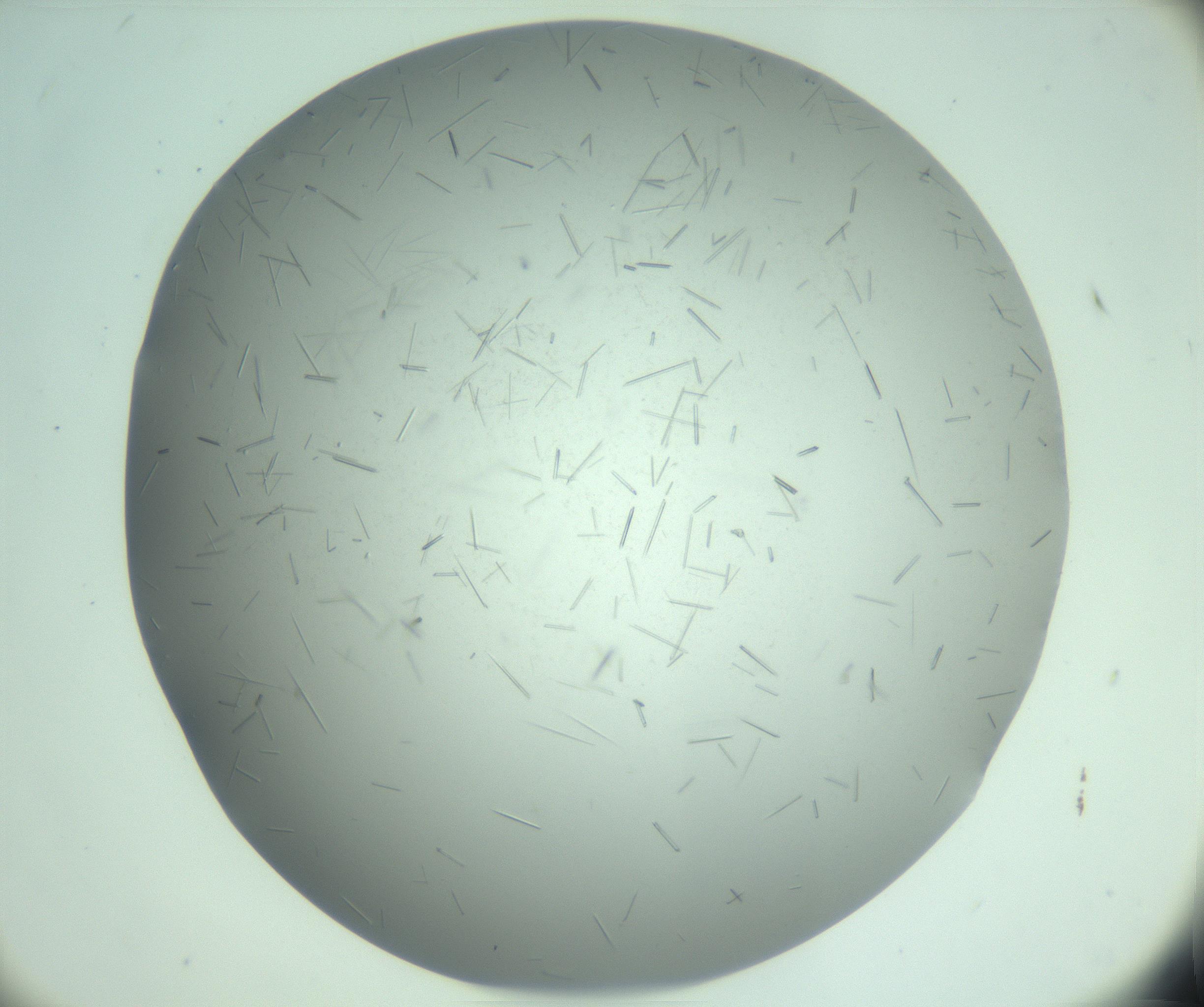 RI01_03_000_0212_Proj1_Clon1_MC_0000MC103274_002_170214_09_07_02_00_99_002_001_RAI.jpg
