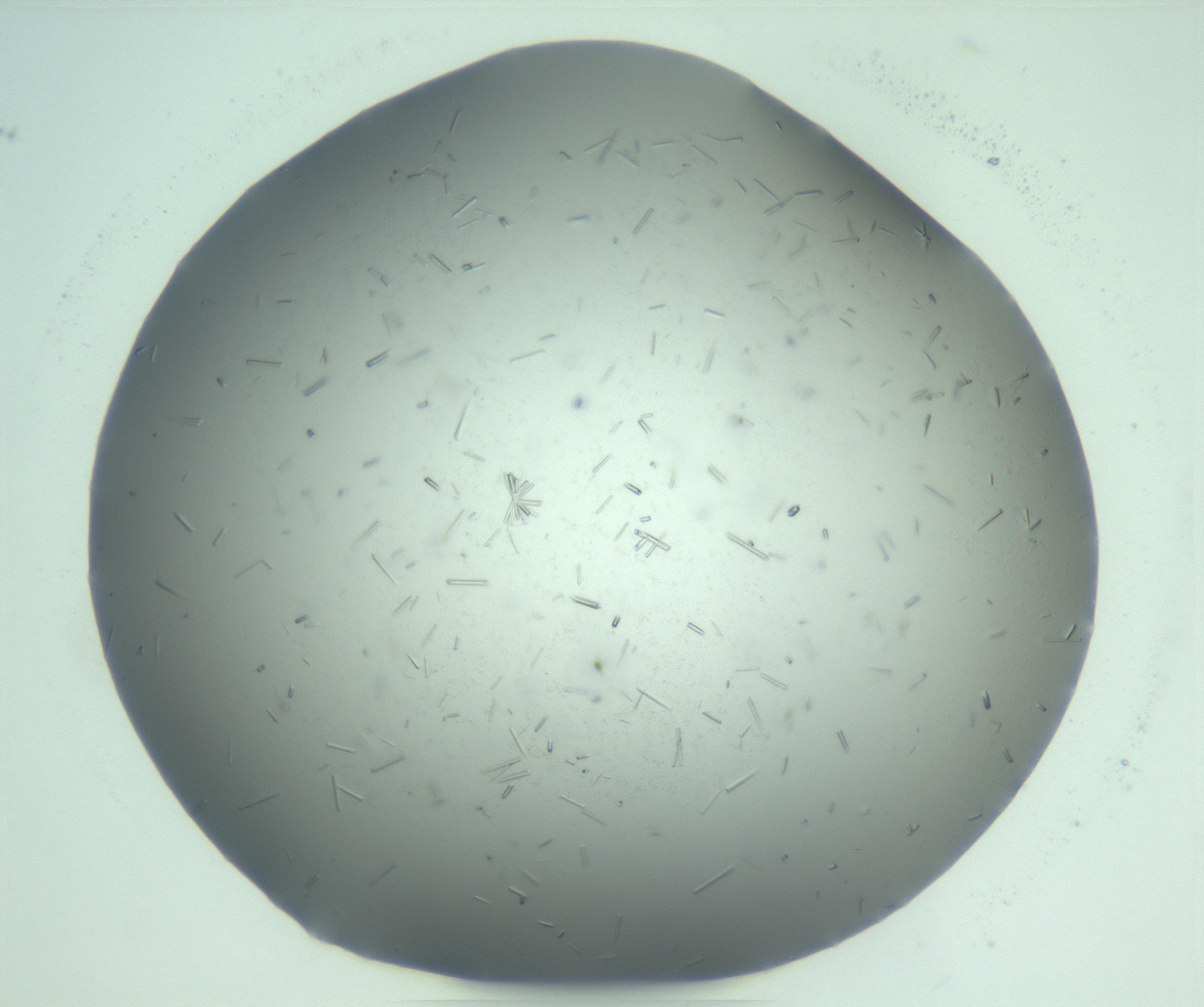 RI01_03_000_0212_Proj1_Clon1_MC_0000MC103274_002_170214_09_08_01_00_99_002_001_RAI.jpg