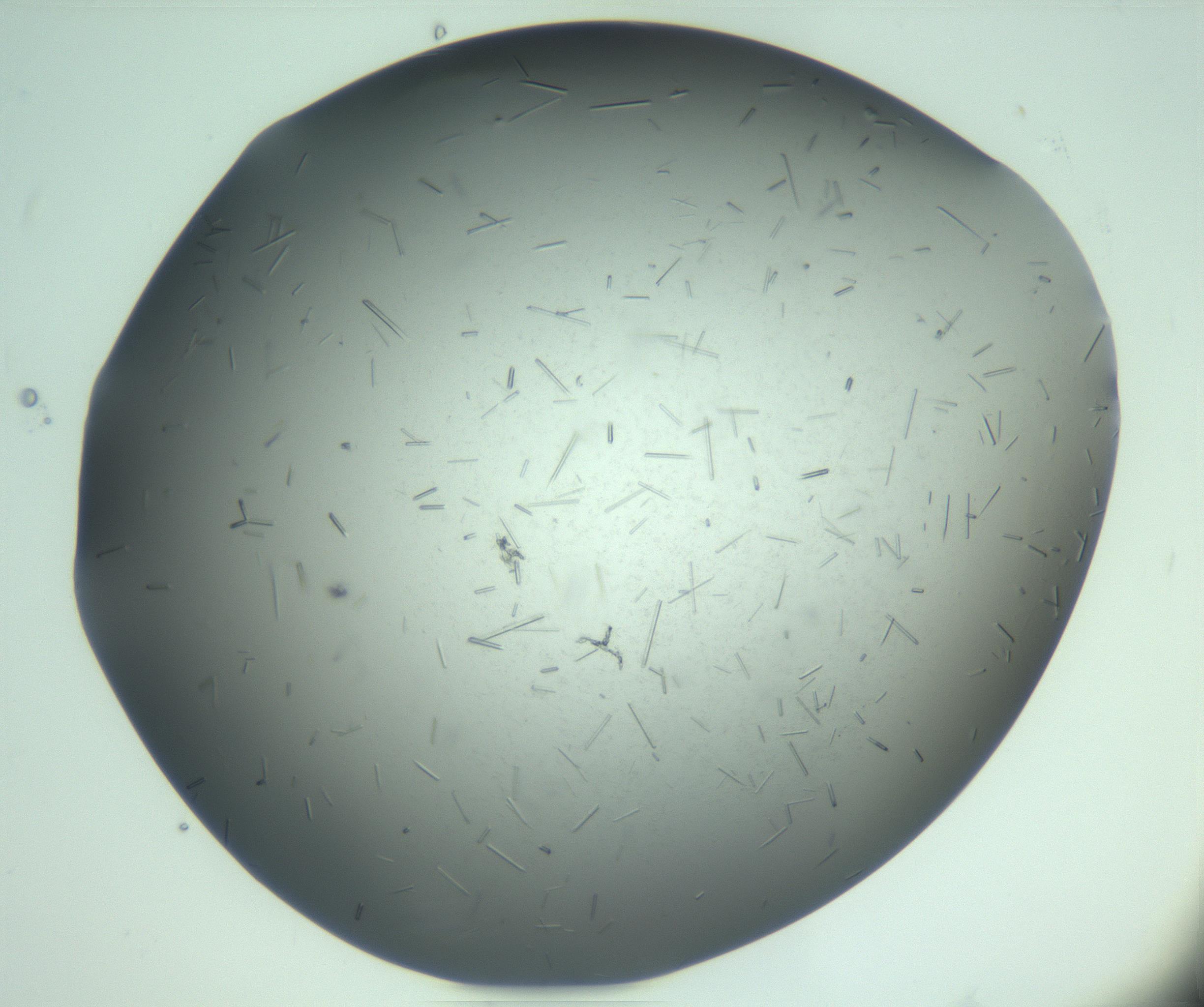 RI01_03_000_0212_Proj1_Clon1_MC_0000MC103274_002_170214_09_08_02_00_99_002_001_RAI.jpg