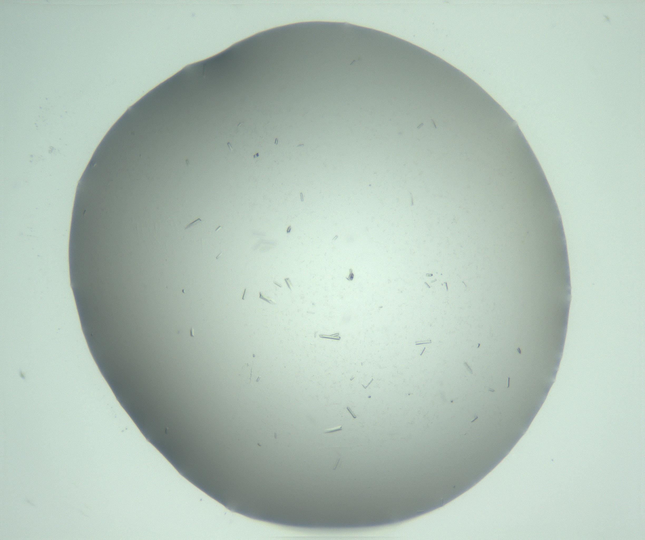 RI01_03_000_0212_Proj1_Clon1_MC_0000MC103274_002_170214_10_02_01_00_99_002_001_RAI.jpg
