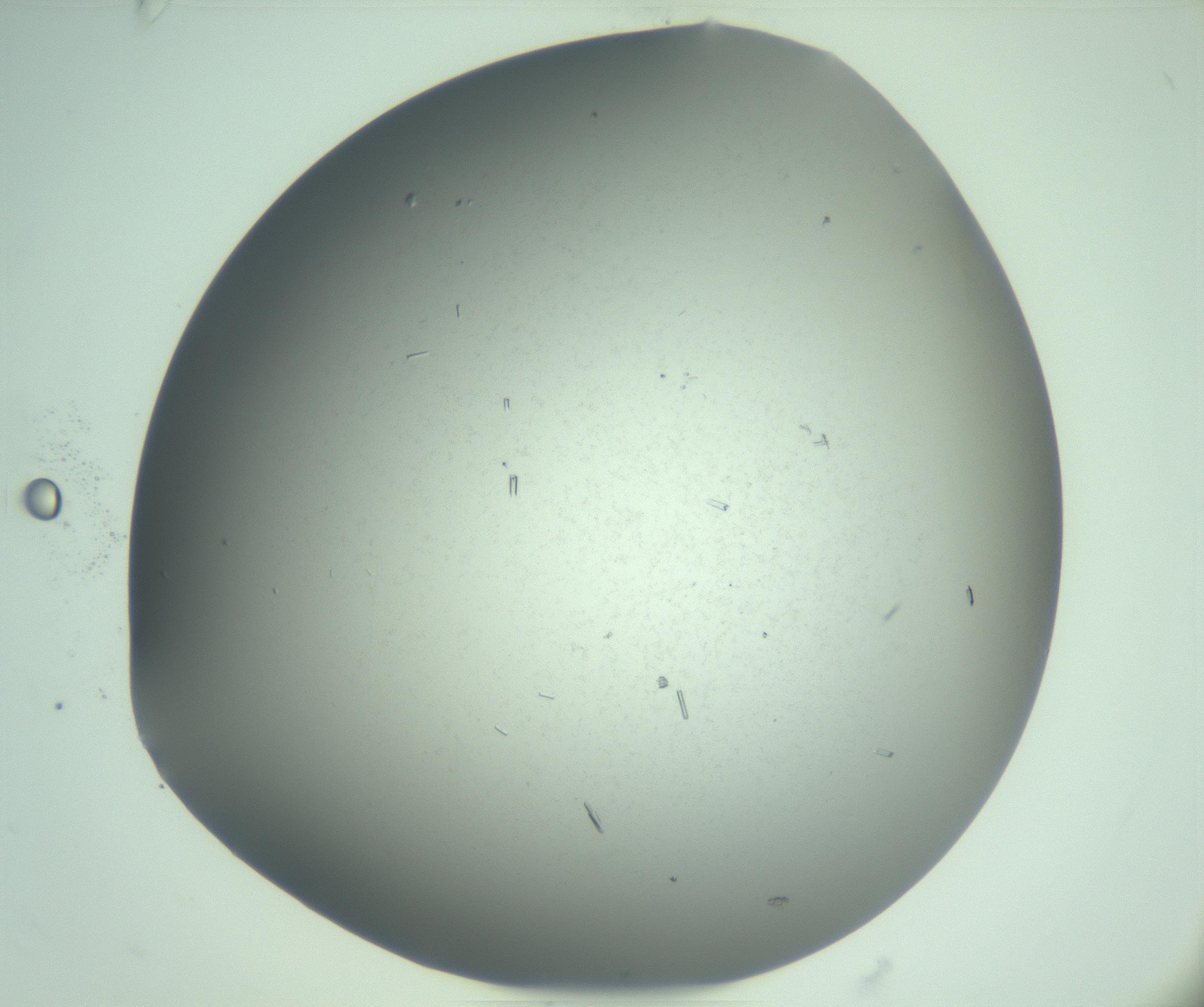 RI01_03_000_0212_Proj1_Clon1_MC_0000MC103274_002_170214_10_02_02_00_99_002_001_RAI.jpg