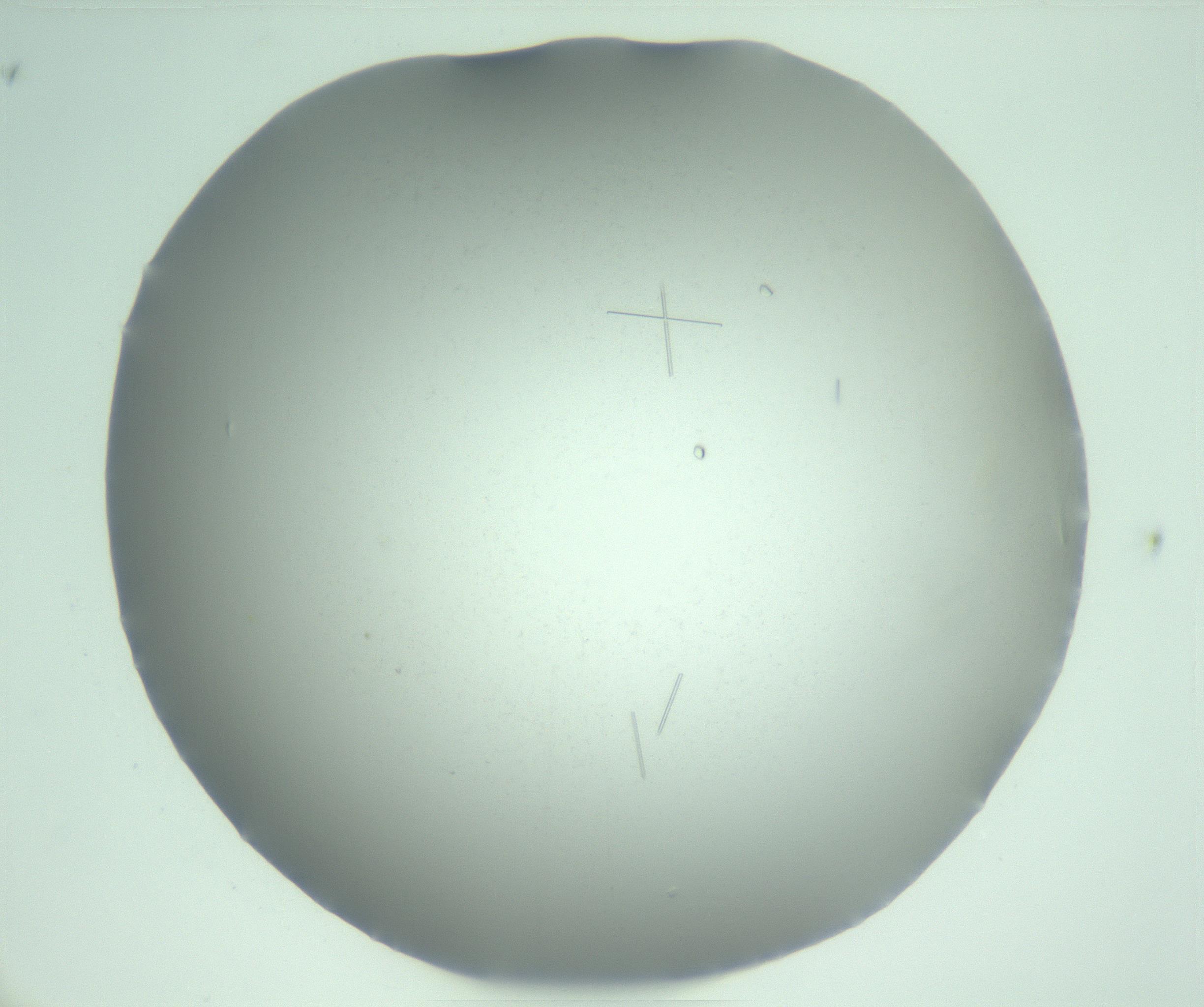 RI01_03_000_0212_Proj1_Clon1_MC_0000MC103274_002_170214_10_03_01_00_99_002_001_RAI.jpg