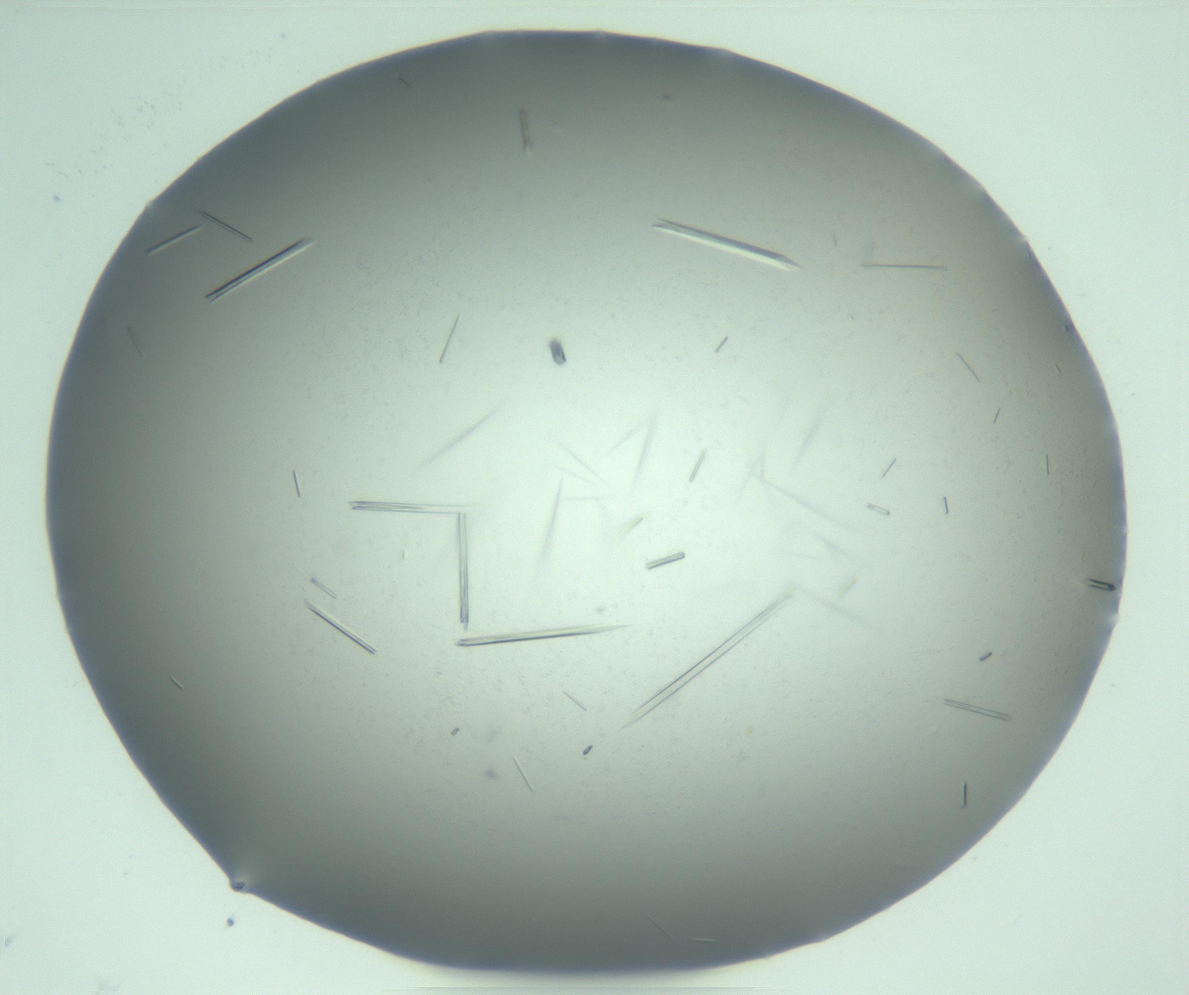 RI01_03_000_0212_Proj1_Clon1_MC_0000MC103274_002_170214_10_04_01_00_99_002_001_RAI.jpg