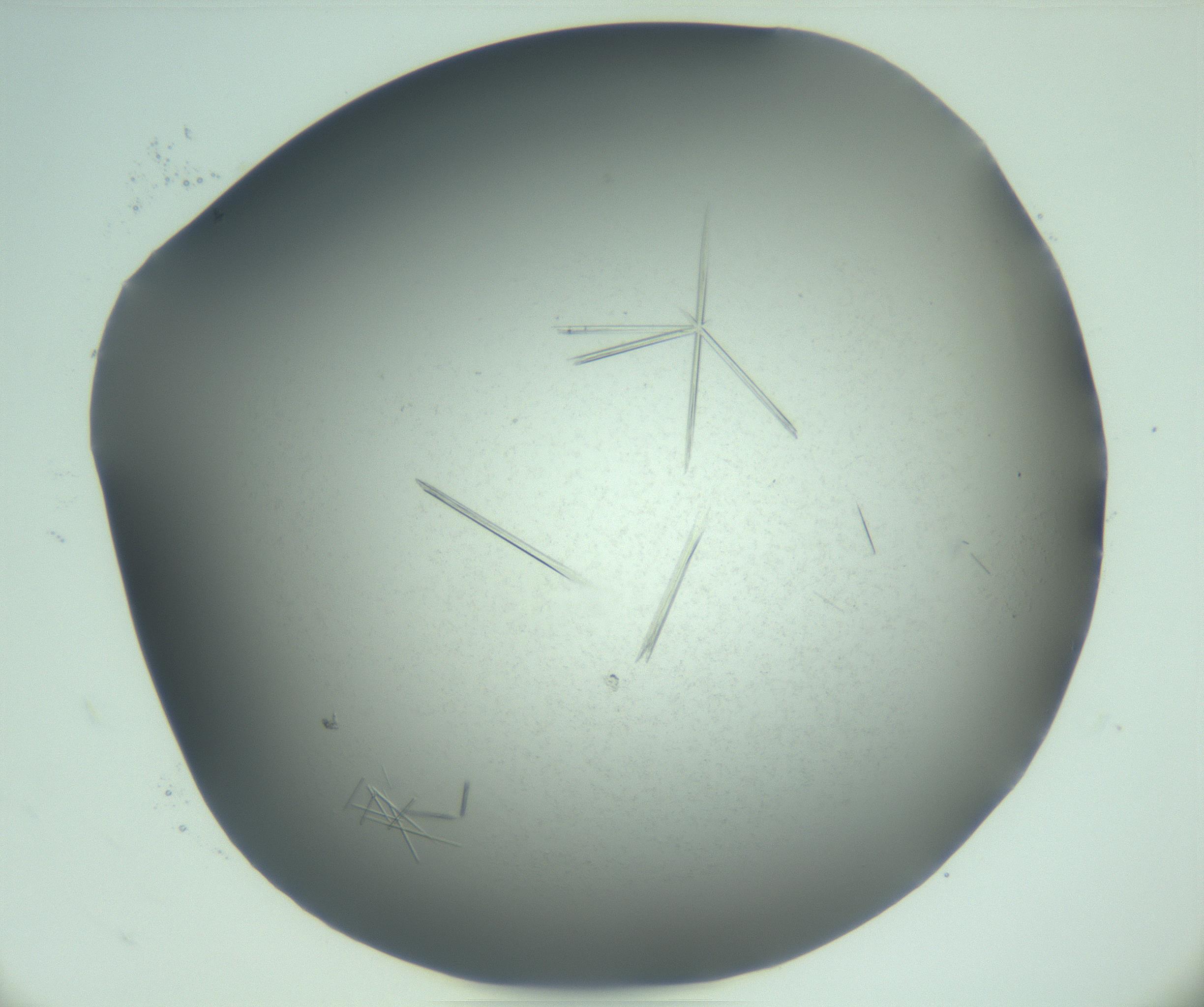 RI01_03_000_0212_Proj1_Clon1_MC_0000MC103274_002_170214_10_04_02_00_99_002_001_RAI.jpg