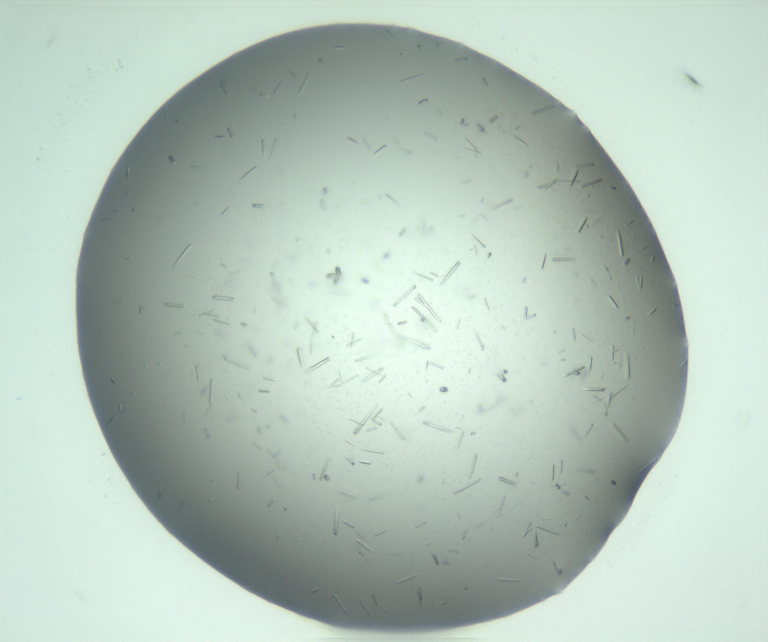 RI01_03_000_0212_Proj1_Clon1_MC_0000MC103274_002_170214_10_05_01_00_99_002_001_RAI.jpg