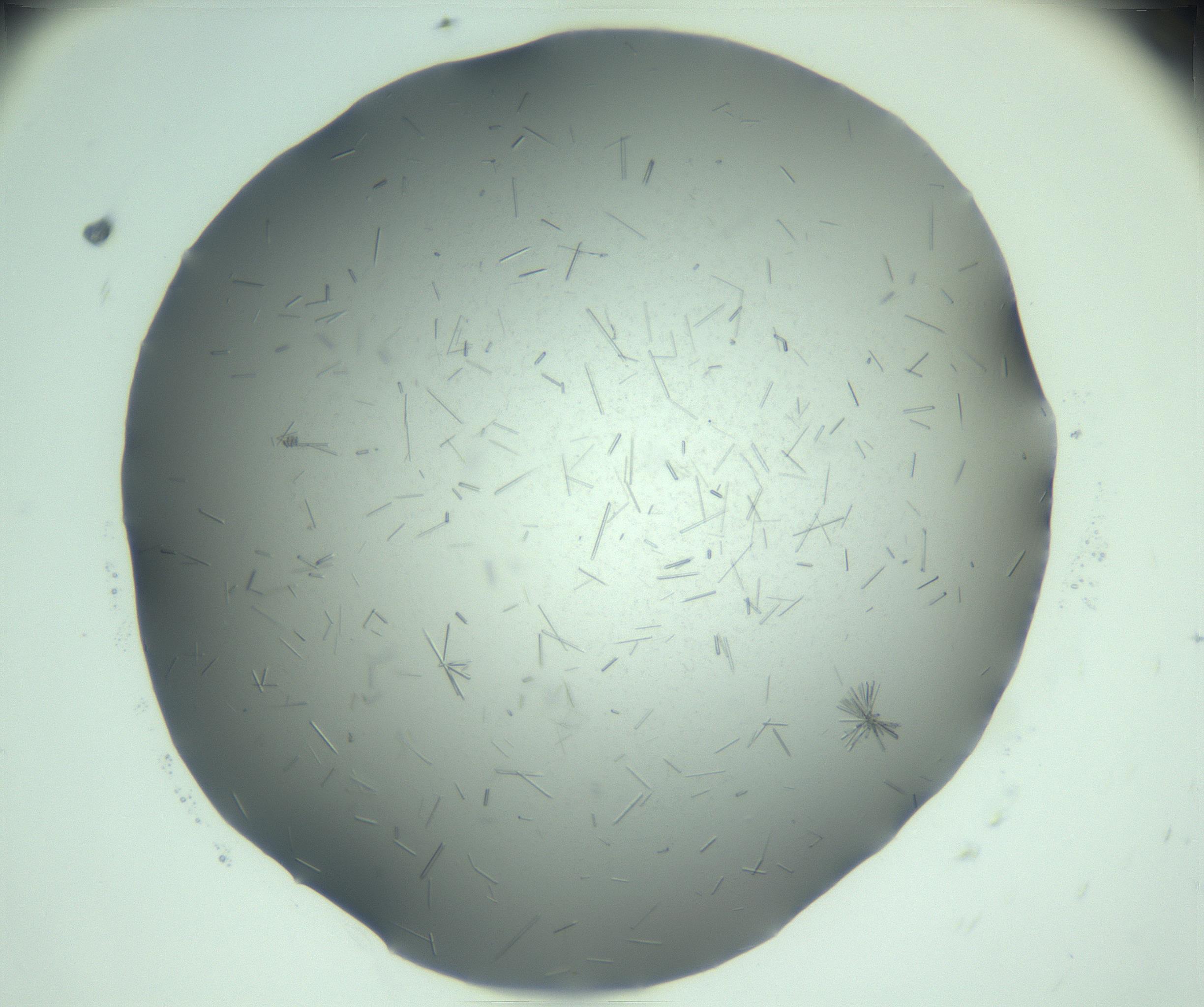 RI01_03_000_0212_Proj1_Clon1_MC_0000MC103274_002_170214_10_05_02_00_99_002_001_RAI.jpg