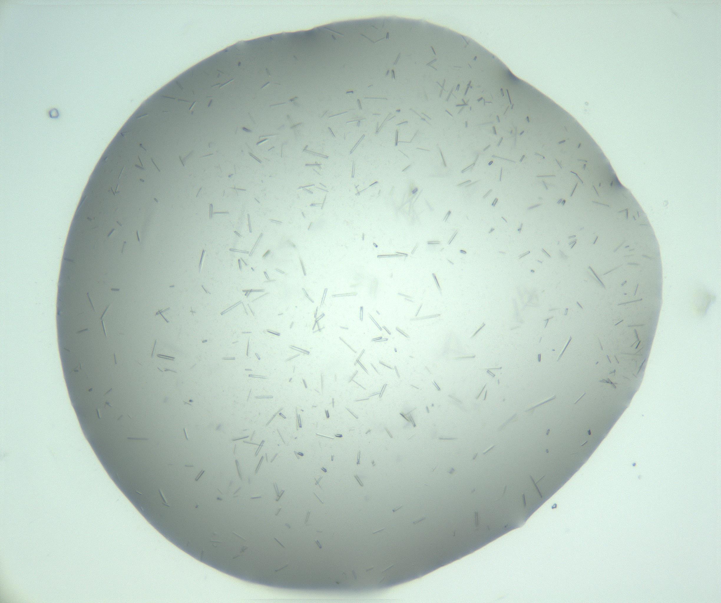 RI01_03_000_0212_Proj1_Clon1_MC_0000MC103274_002_170214_10_07_01_00_99_002_001_RAI.jpg