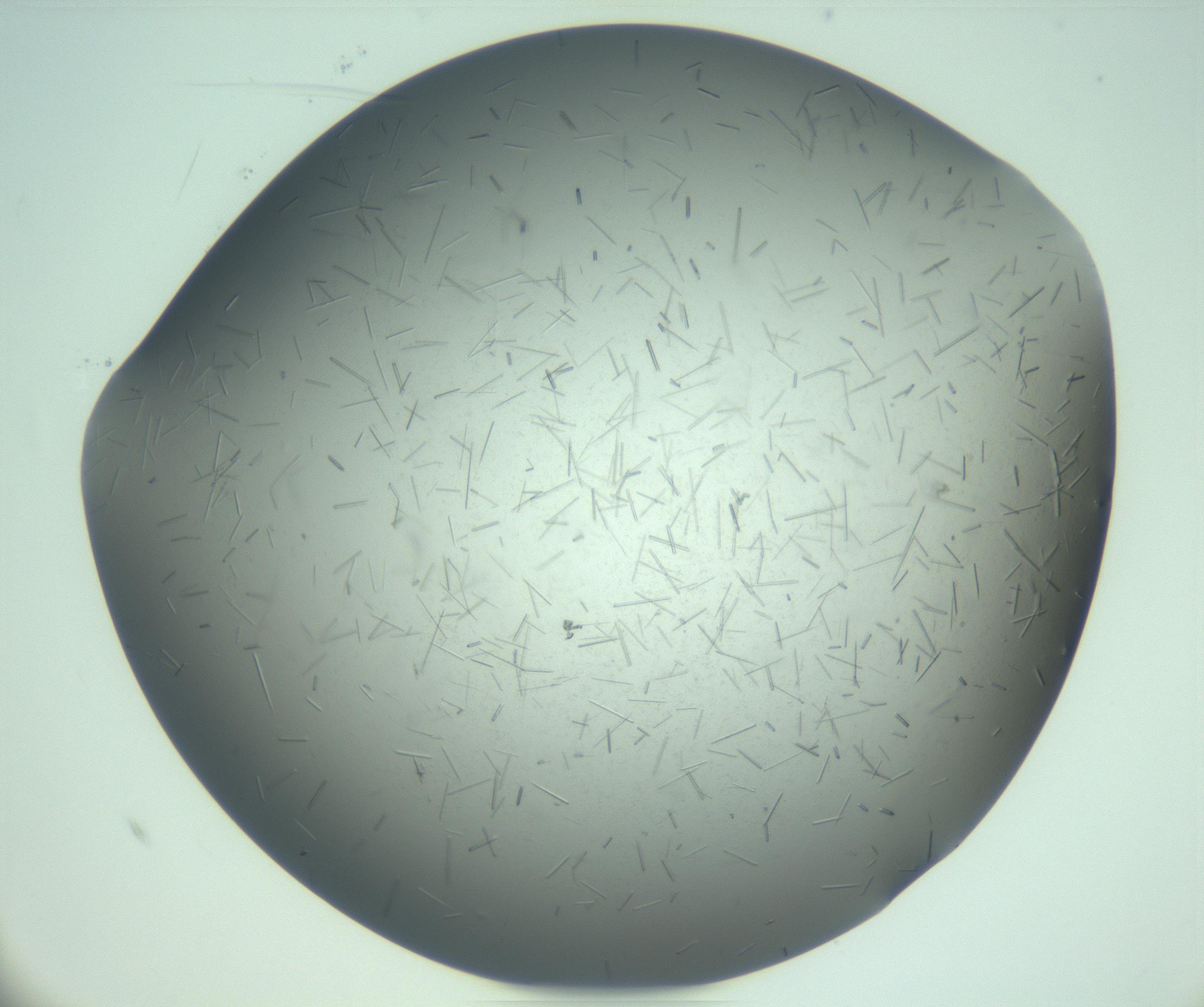RI01_03_000_0212_Proj1_Clon1_MC_0000MC103274_002_170214_10_07_02_00_99_002_001_RAI.jpg