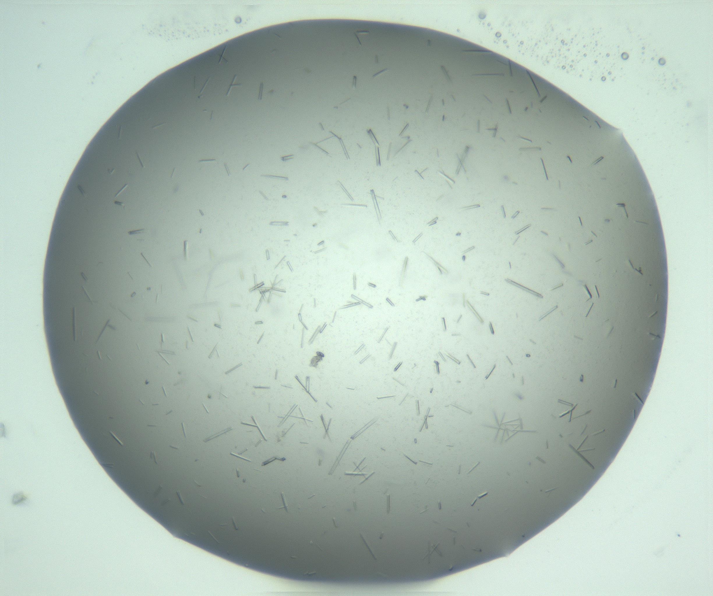 RI01_03_000_0212_Proj1_Clon1_MC_0000MC103274_002_170214_10_08_01_00_99_002_001_RAI.jpg