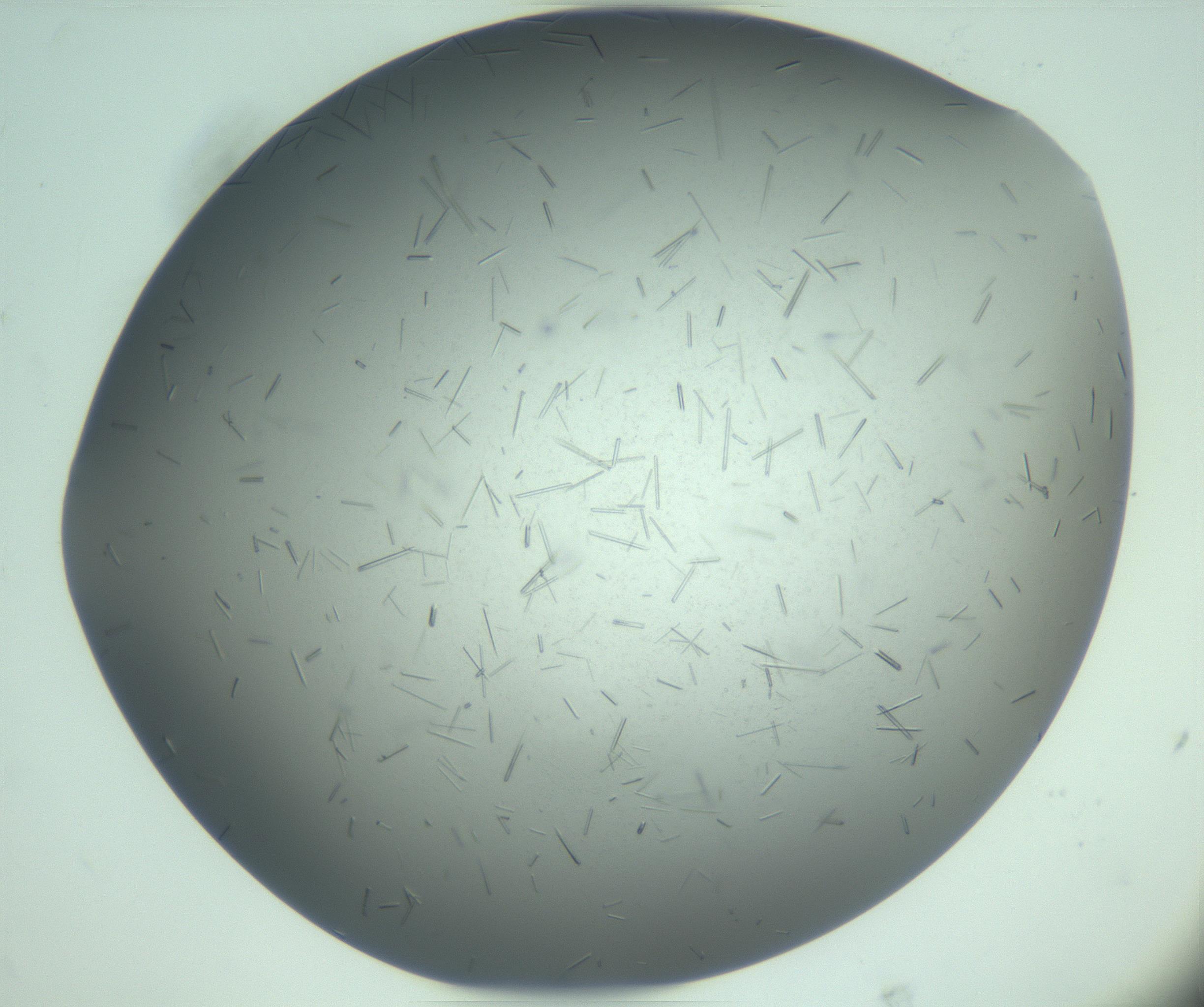 RI01_03_000_0212_Proj1_Clon1_MC_0000MC103274_002_170214_10_08_02_00_99_002_001_RAI.jpg