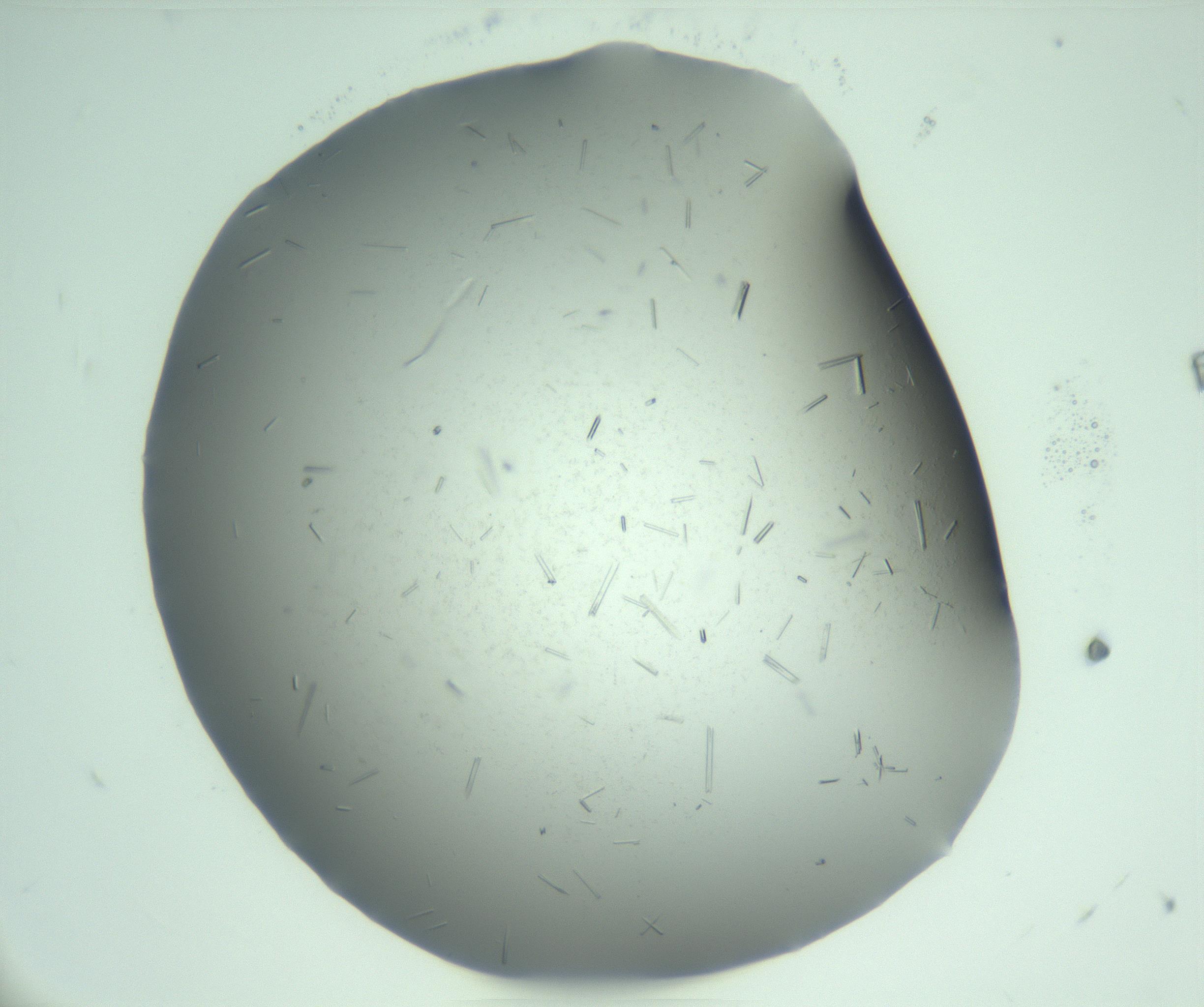 RI01_03_000_0212_Proj1_Clon1_MC_0000MC103274_002_170214_11_03_01_00_99_002_001_RAI.jpg