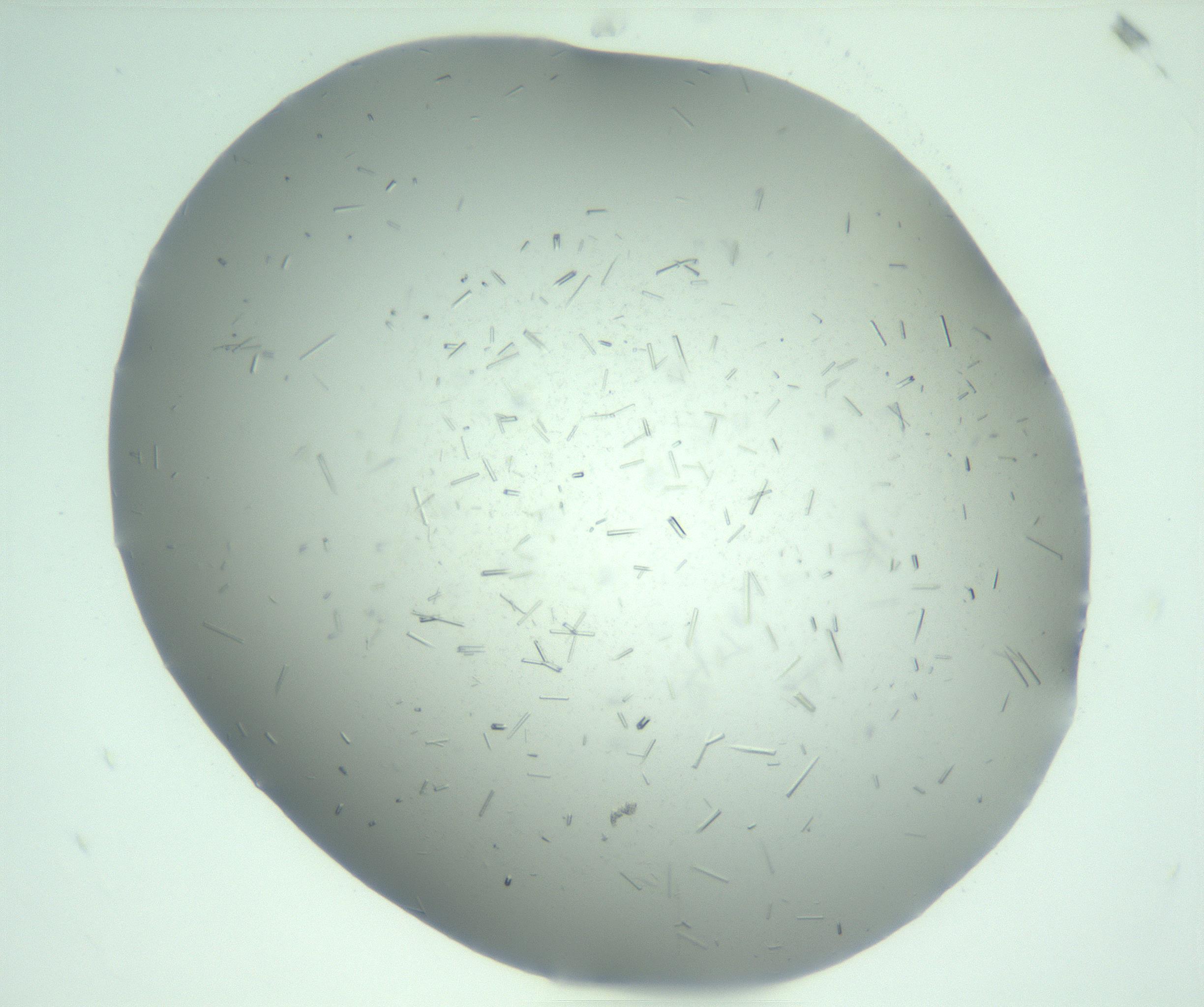 RI01_03_000_0212_Proj1_Clon1_MC_0000MC103274_002_170214_11_05_01_00_99_002_001_RAI.jpg