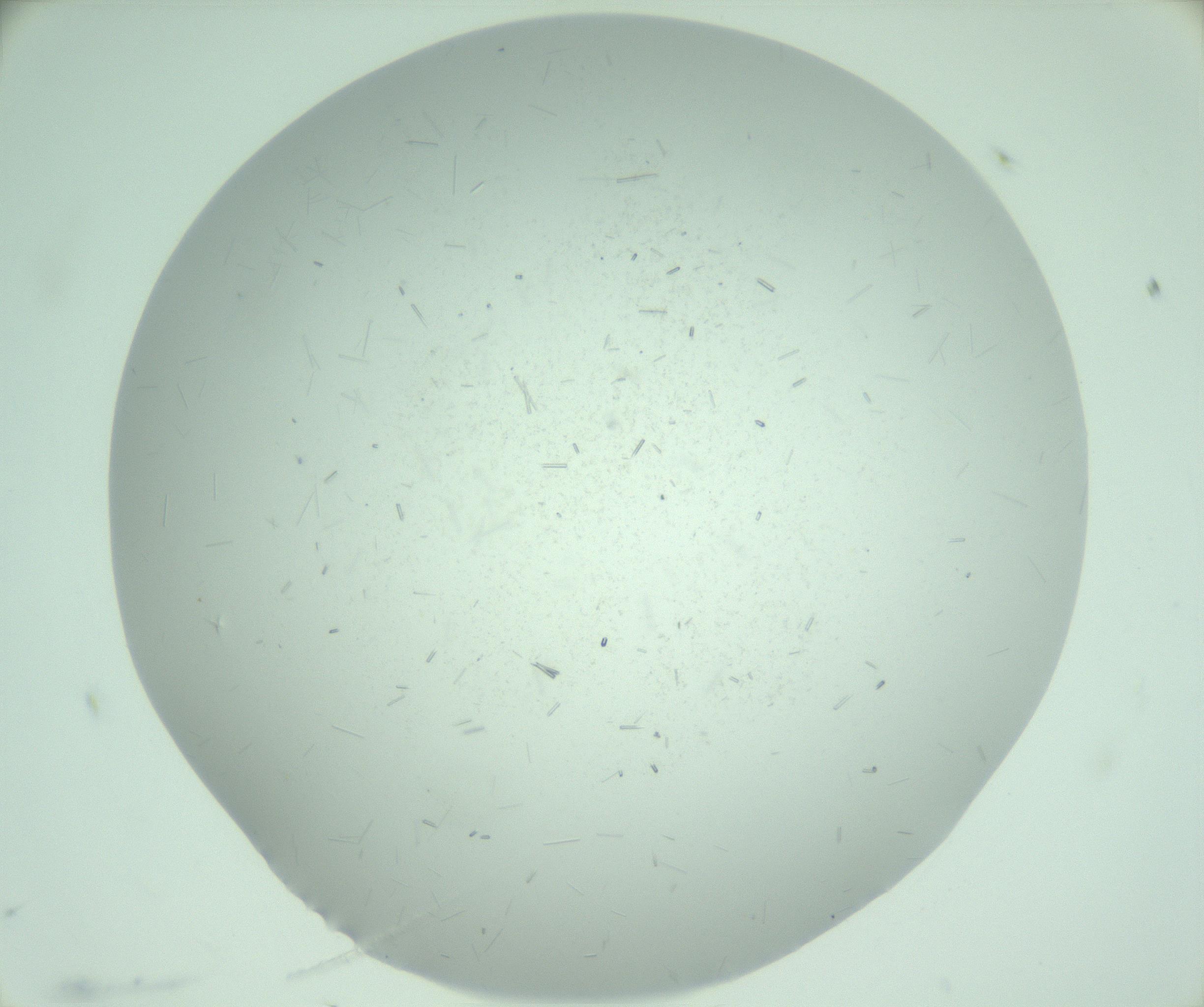 RI01_03_000_0212_Proj1_Clon1_MC_0000MC103274_002_170214_11_06_01_00_99_002_001_RAI.jpg