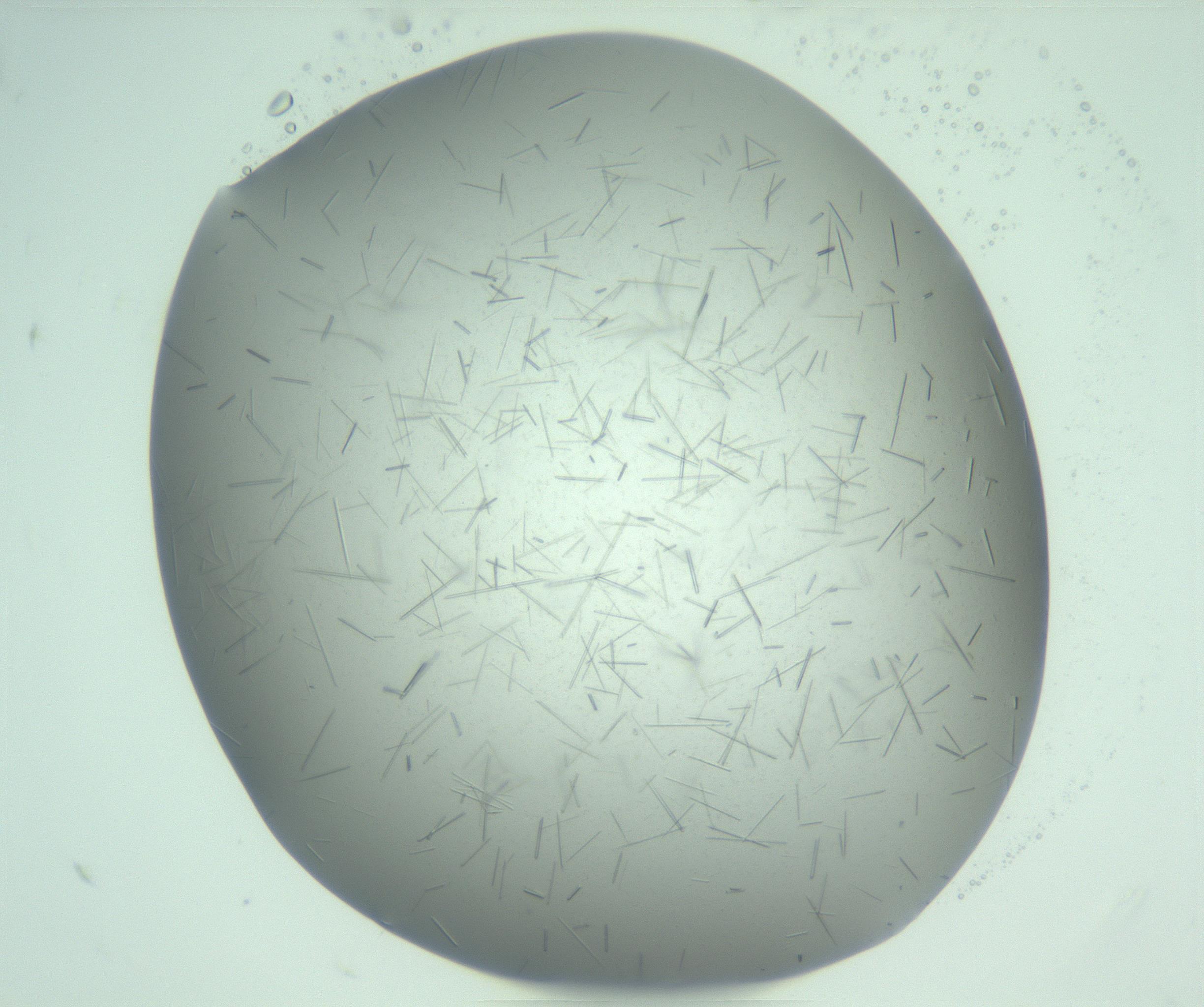 RI01_03_000_0212_Proj1_Clon1_MC_0000MC103274_002_170214_11_08_01_00_99_002_001_RAI.jpg