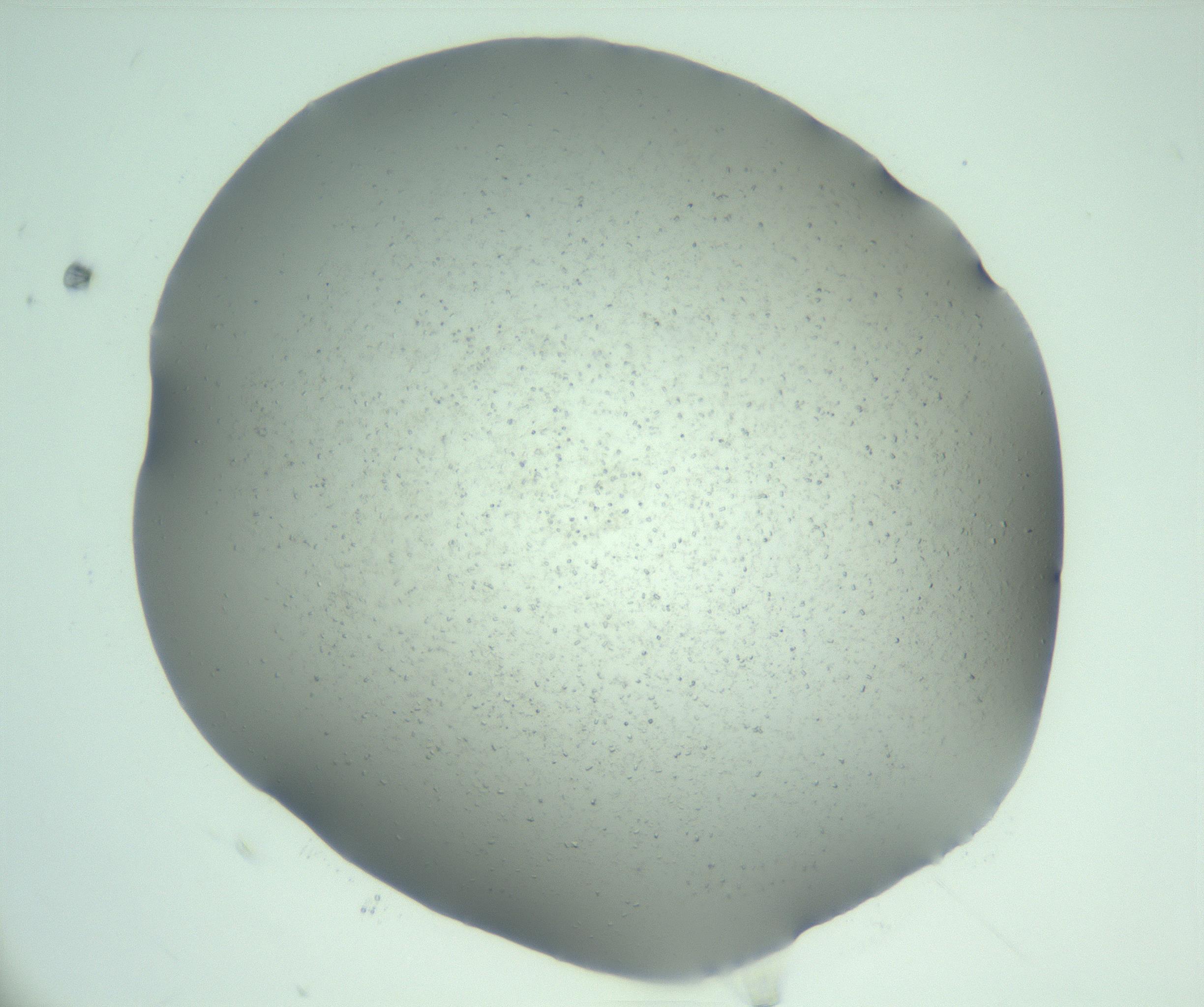 RI01_03_000_0212_Proj1_Clon1_MC_0000MC103274_002_170214_12_01_01_00_99_002_001_RAI.jpg