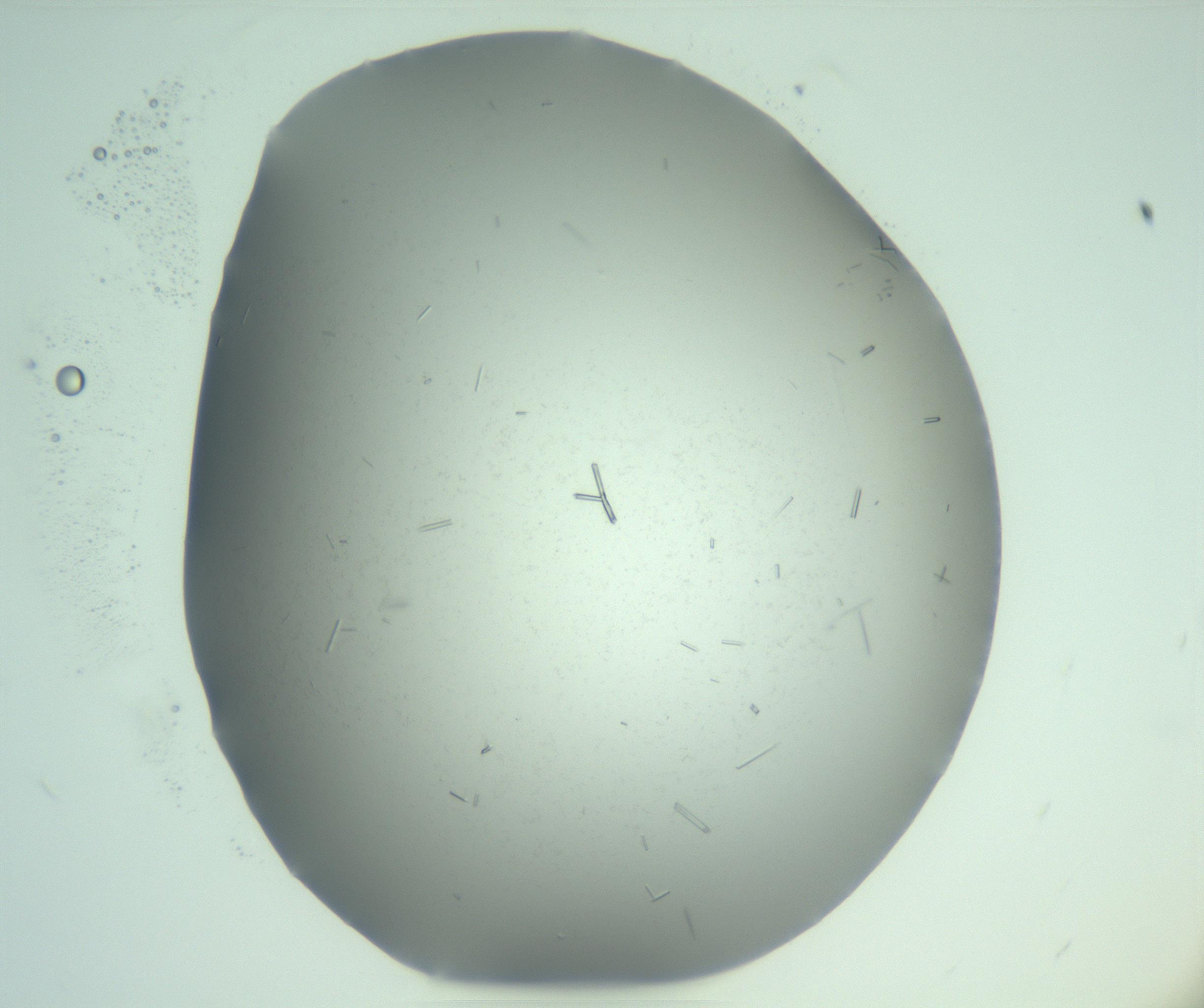 RI01_03_000_0212_Proj1_Clon1_MC_0000MC103274_002_170214_12_02_01_00_99_002_001_RAI.jpg