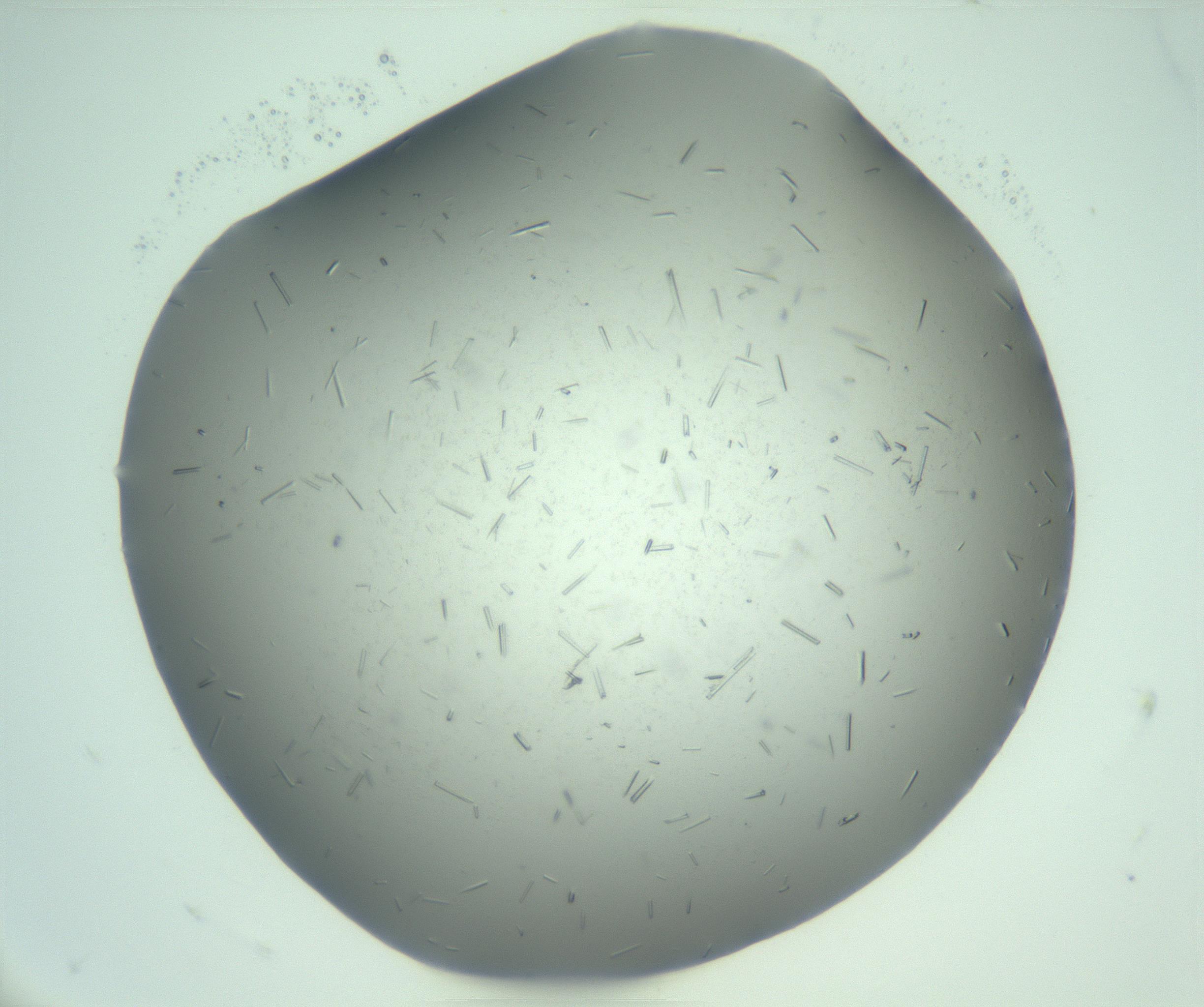 RI01_03_000_0212_Proj1_Clon1_MC_0000MC103274_002_170214_12_03_01_00_99_002_001_RAI.jpg