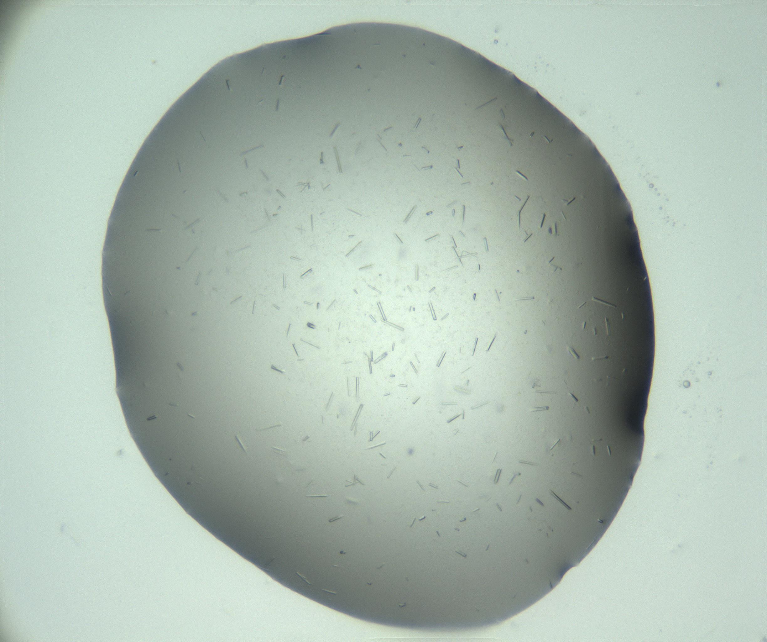 RI01_03_000_0212_Proj1_Clon1_MC_0000MC103274_002_170214_12_05_01_00_99_002_001_RAI.jpg
