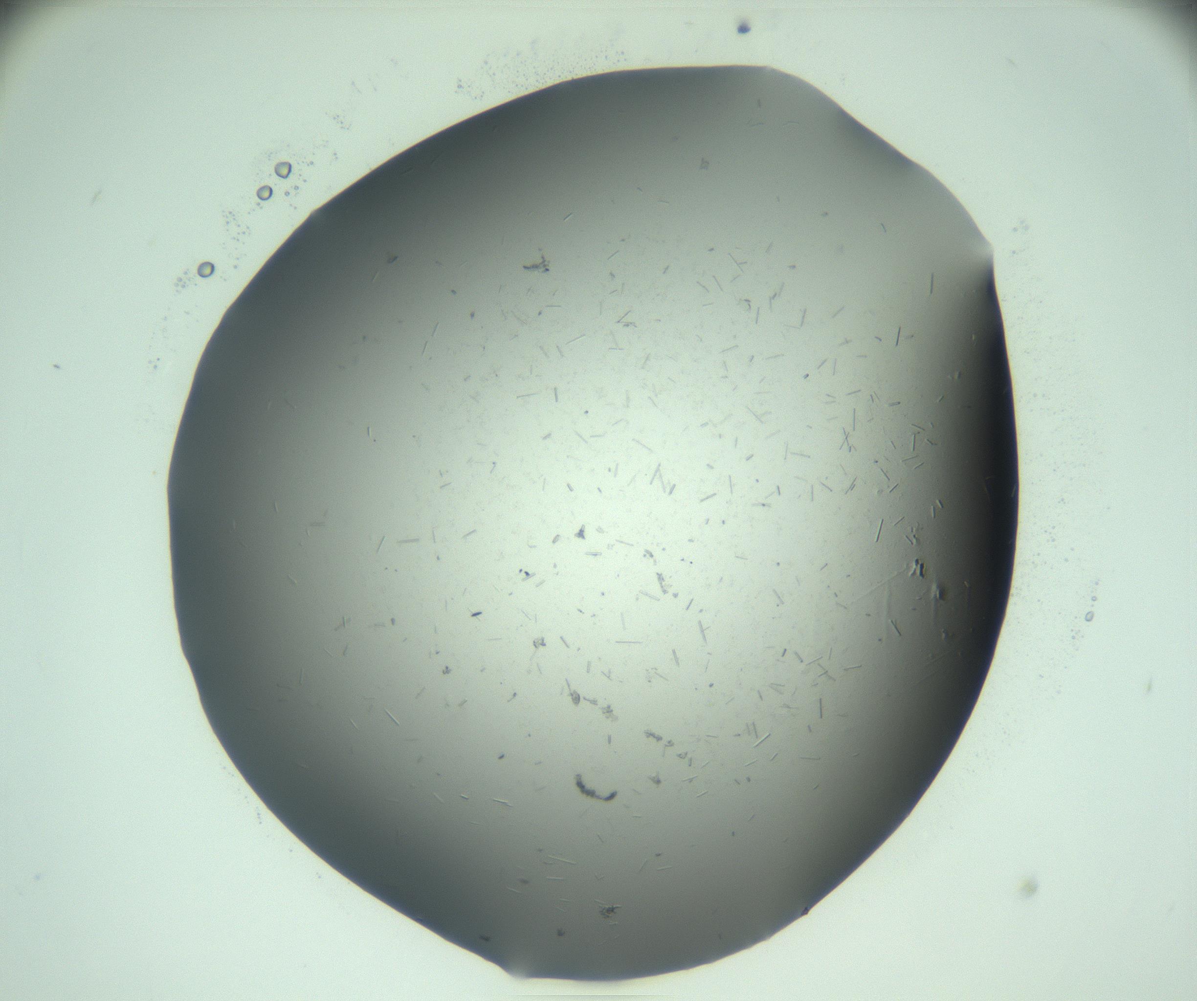 RI01_03_000_0212_Proj1_Clon1_MC_0000MC103274_002_170214_12_05_02_00_99_002_001_RAI.jpg