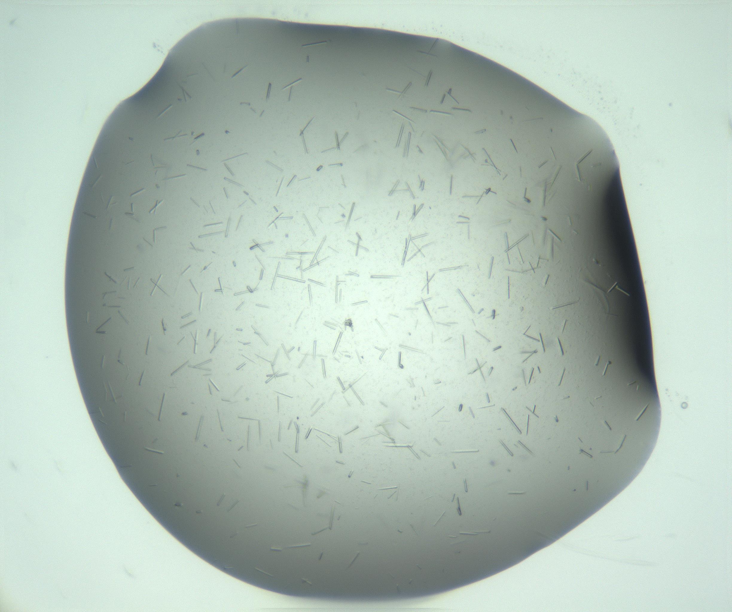 RI01_03_000_0212_Proj1_Clon1_MC_0000MC103274_002_170214_12_07_01_00_99_002_001_RAI.jpg