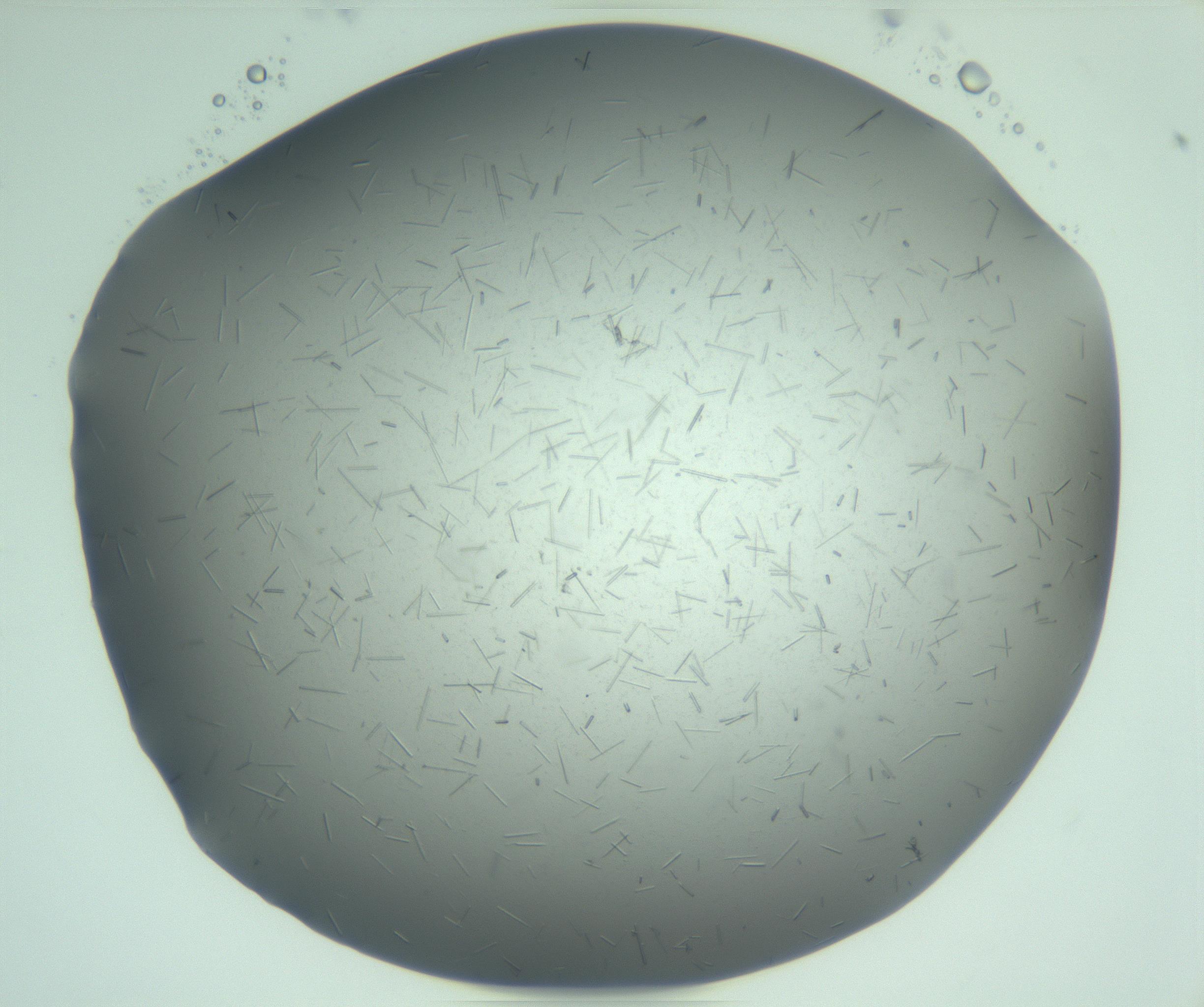 RI01_03_000_0212_Proj1_Clon1_MC_0000MC103274_002_170214_12_07_02_00_99_002_001_RAI.jpg
