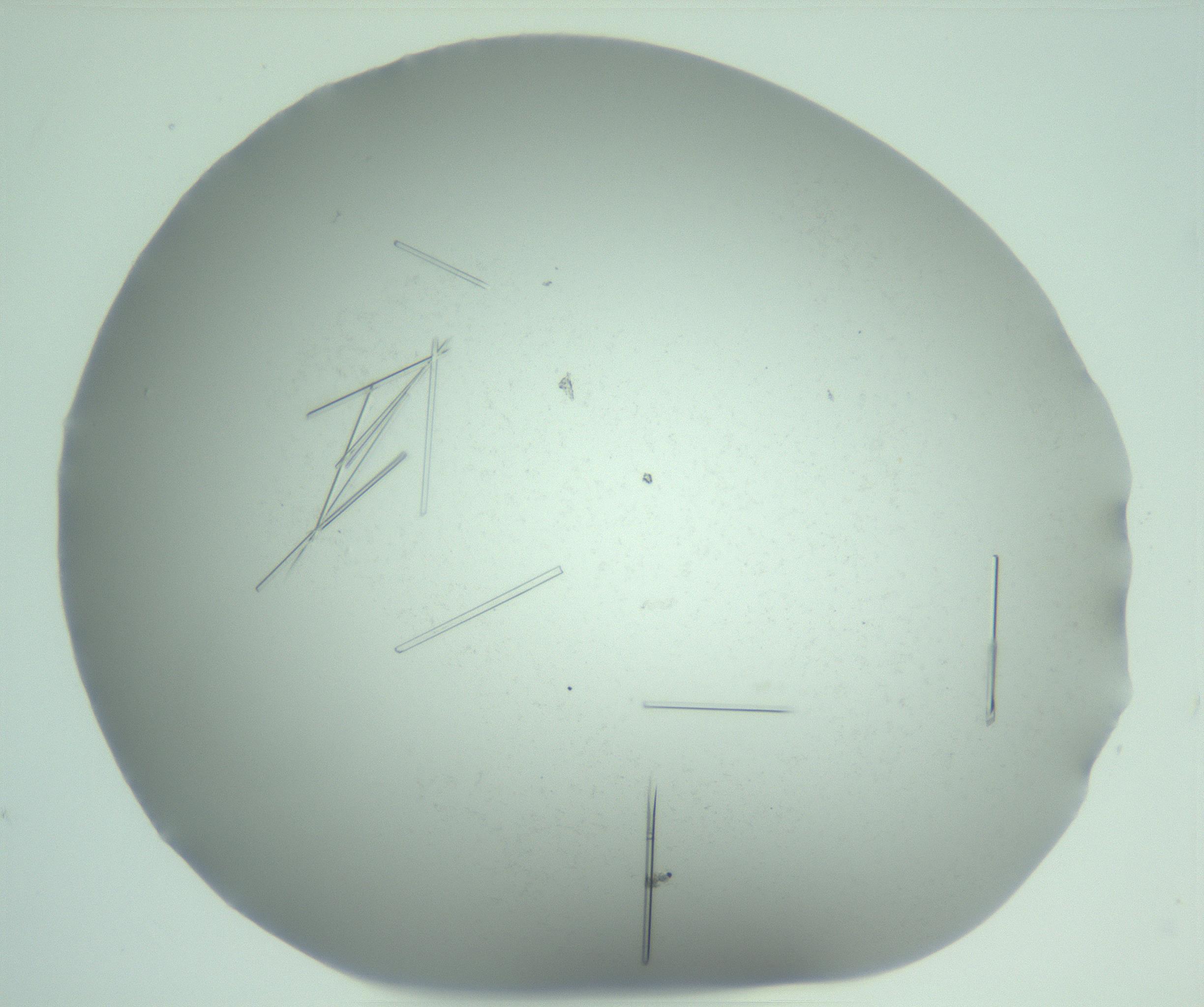 RI01_03_000_0212_Proj1_Clon1_MC_0000MC103274_004_170218_01_05_01_00_99_002_001_RAI.jpg
