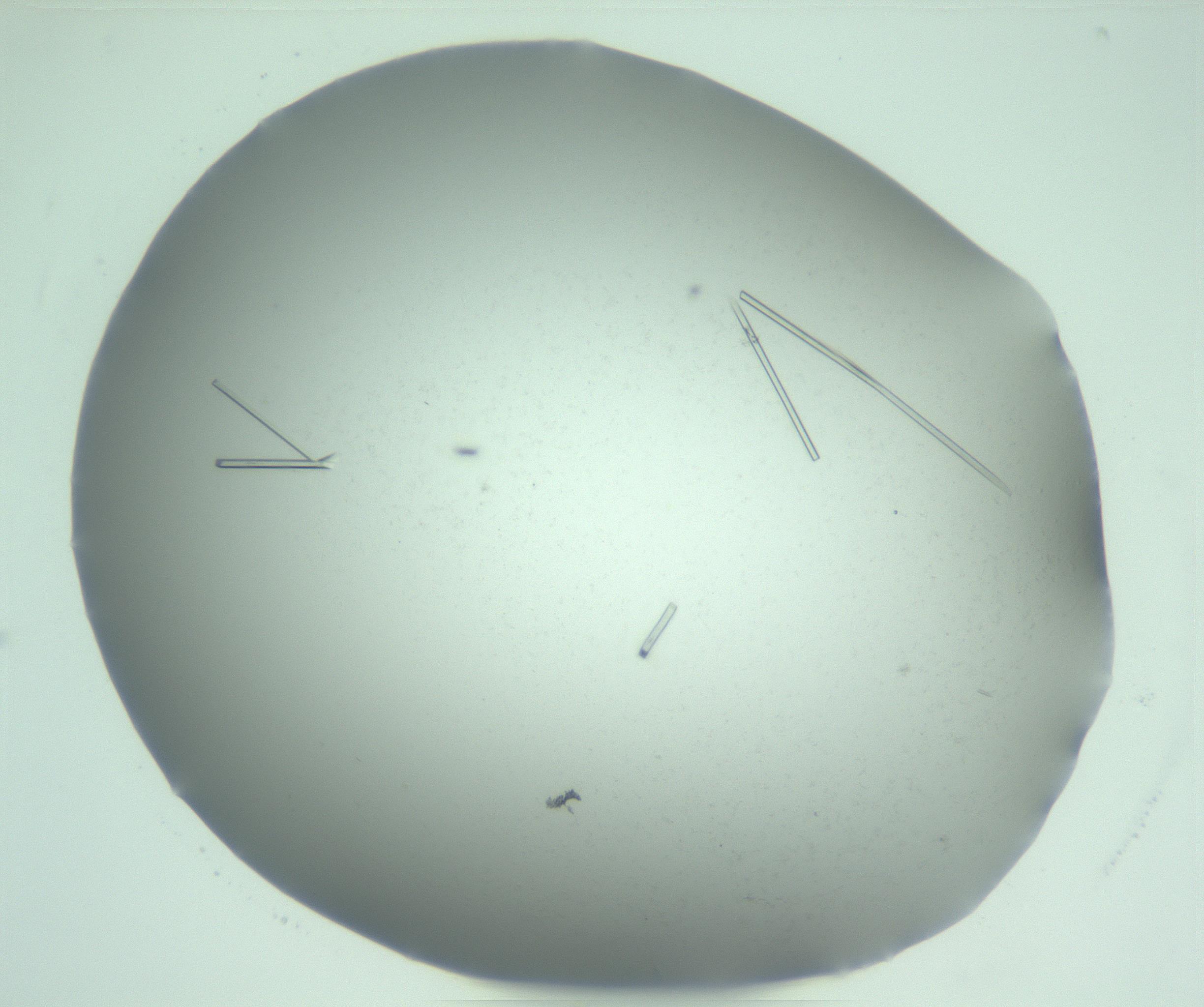 RI01_03_000_0212_Proj1_Clon1_MC_0000MC103274_004_170218_02_05_01_00_99_002_001_RAI.jpg