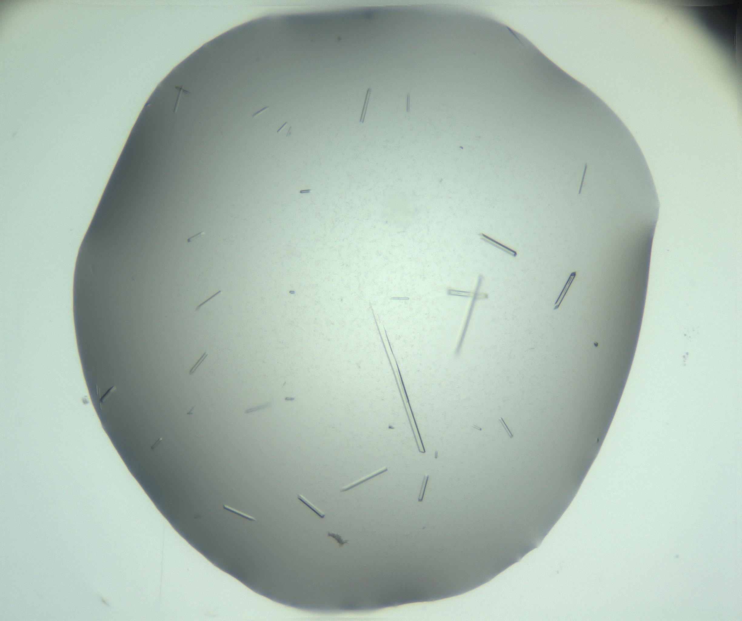 RI01_03_000_0212_Proj1_Clon1_MC_0000MC103274_004_170218_02_05_02_00_99_002_001_RAI.jpg