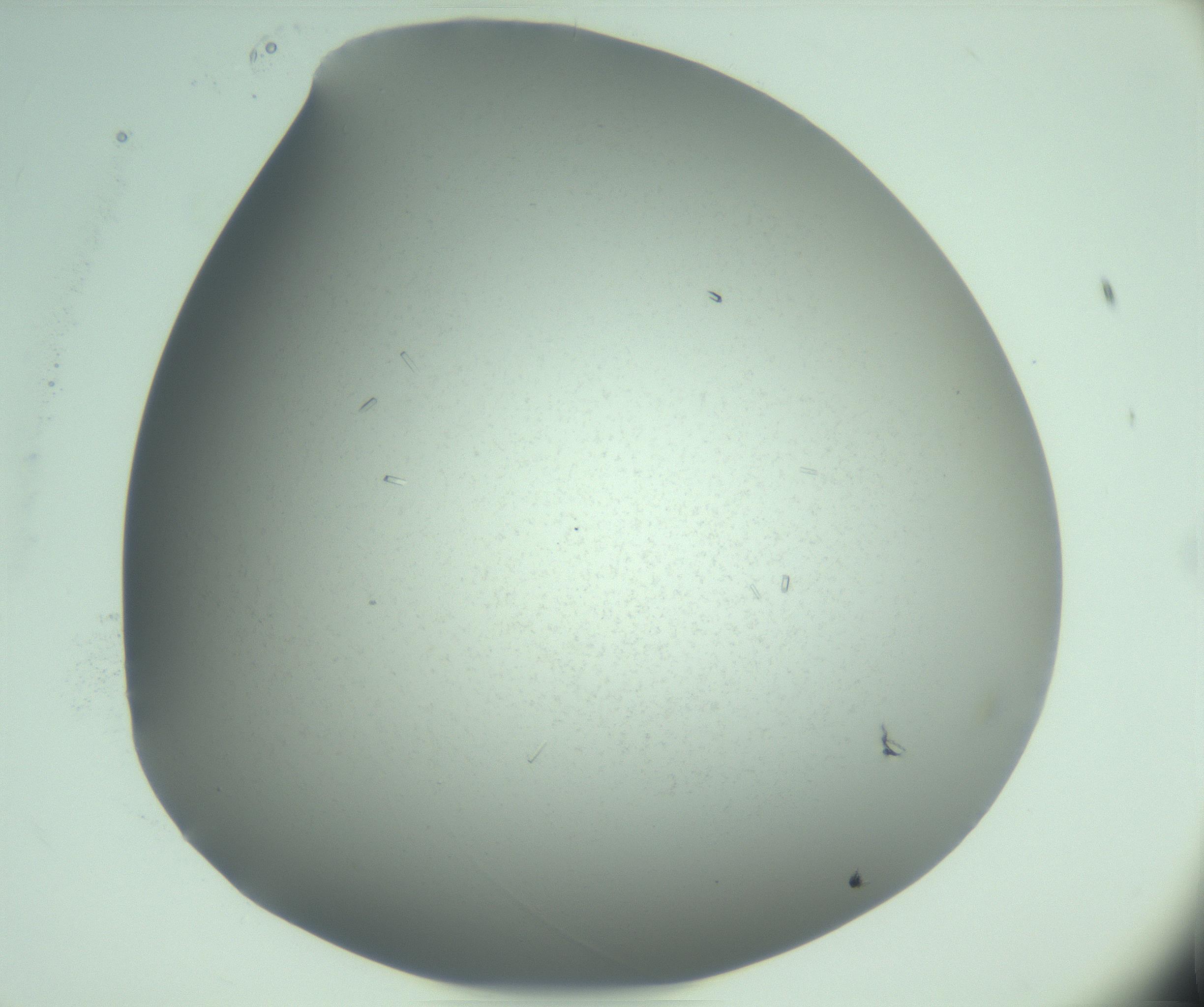 RI01_03_000_0212_Proj1_Clon1_MC_0000MC103274_004_170218_08_02_02_00_99_002_001_RAI.jpg