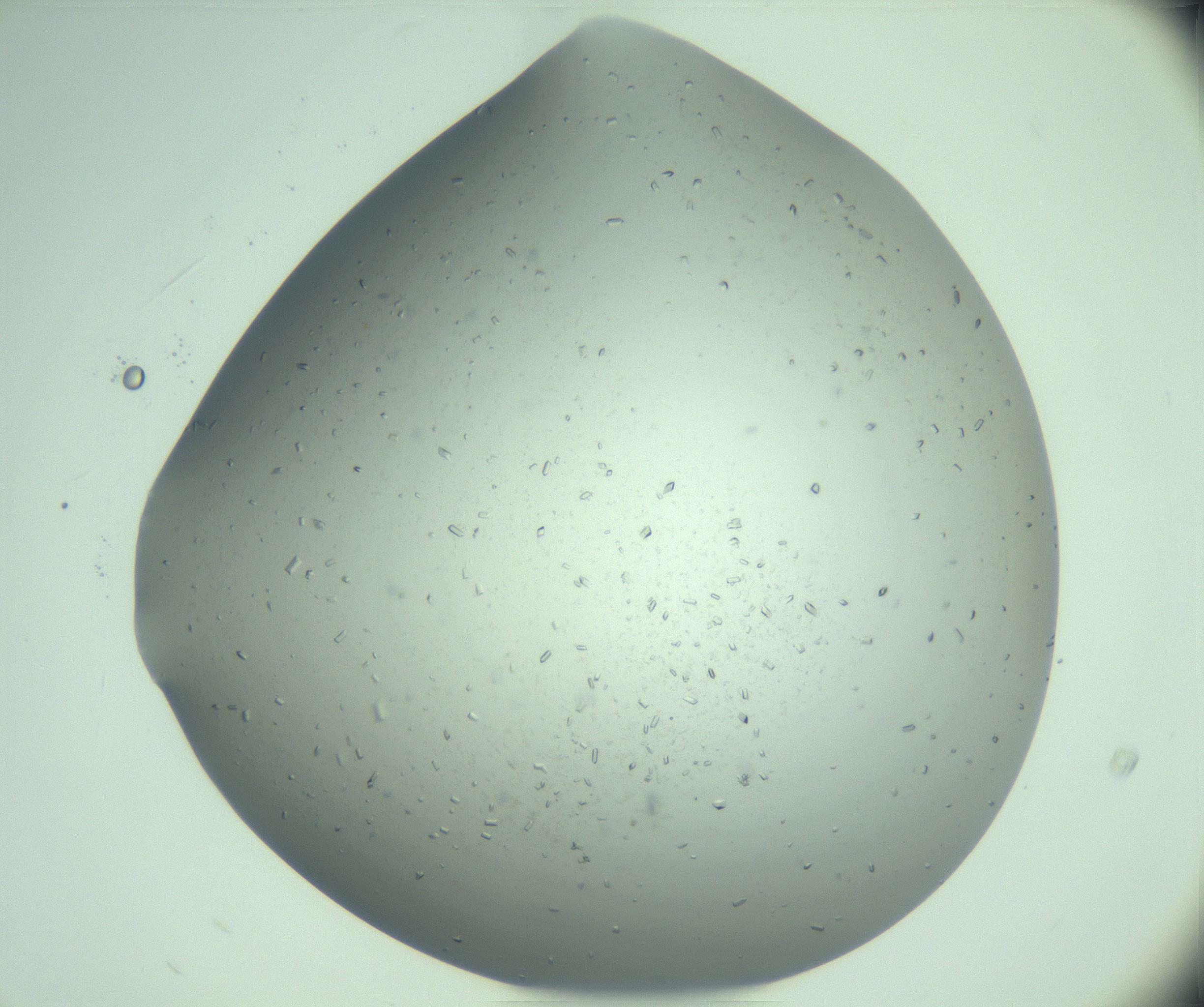 RI01_03_000_0212_Proj1_Clon1_MC_0000MC103274_004_170218_09_02_02_00_99_002_001_RAI.jpg