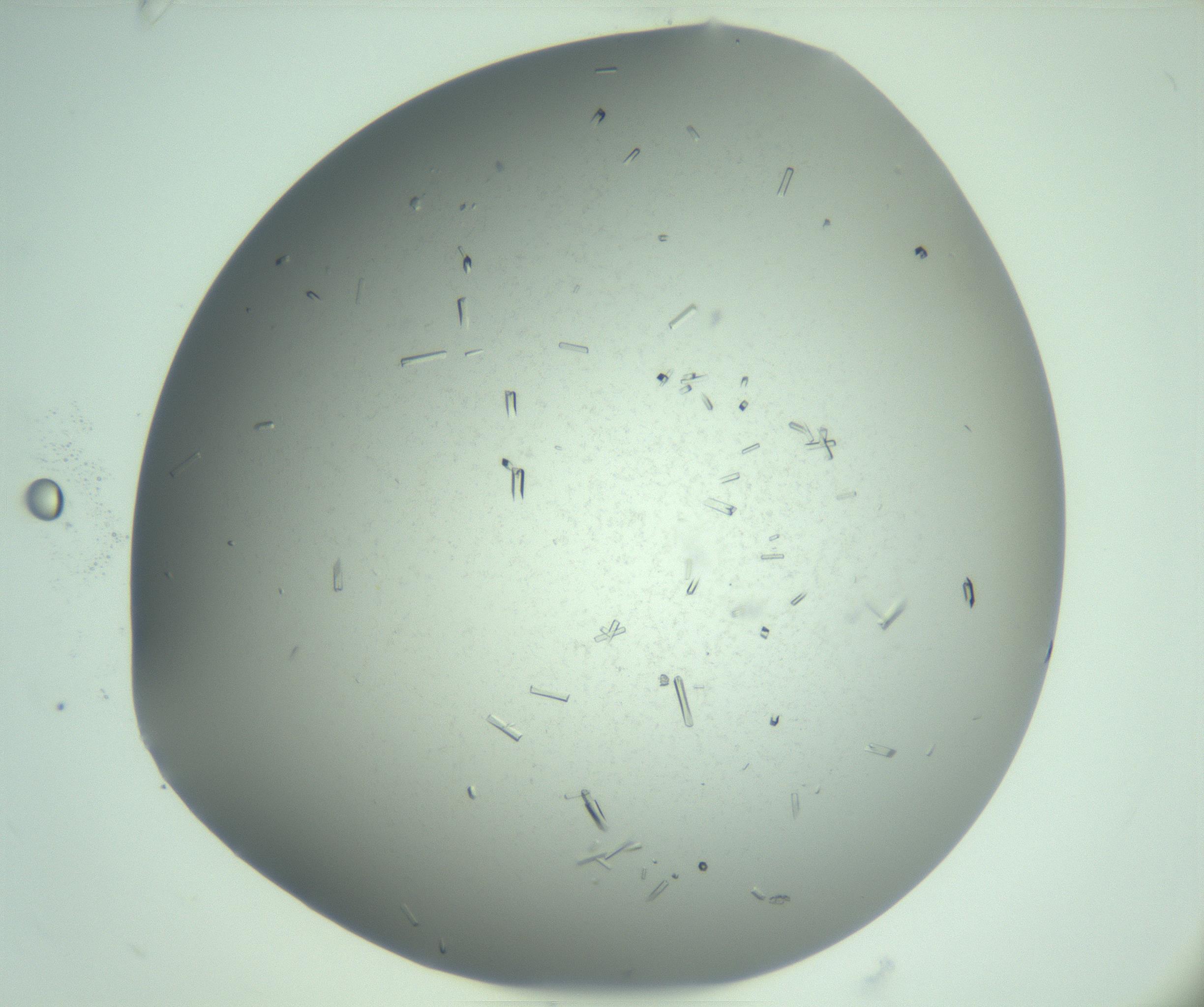 RI01_03_000_0212_Proj1_Clon1_MC_0000MC103274_004_170218_10_02_02_00_99_002_001_RAI.jpg