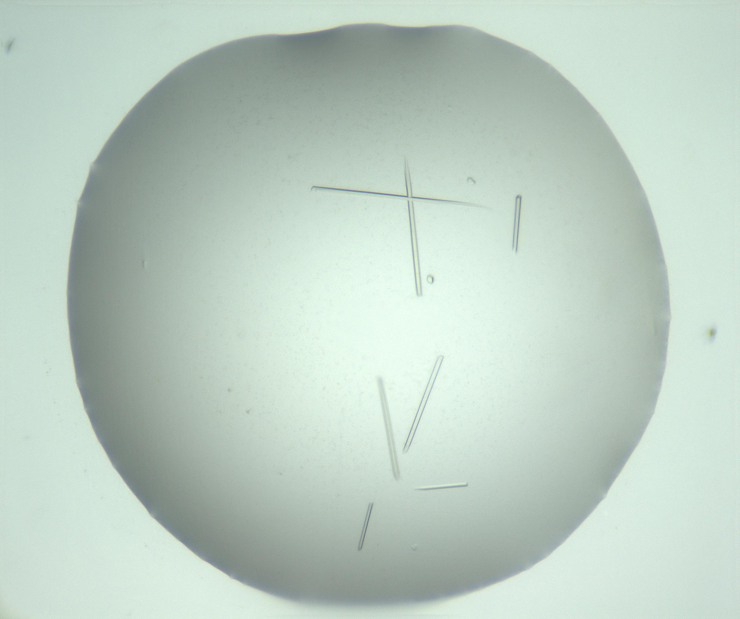 RI01_03_000_0212_Proj1_Clon1_MC_0000MC103274_004_170218_10_03_01_00_99_002_001_RAI.jpg