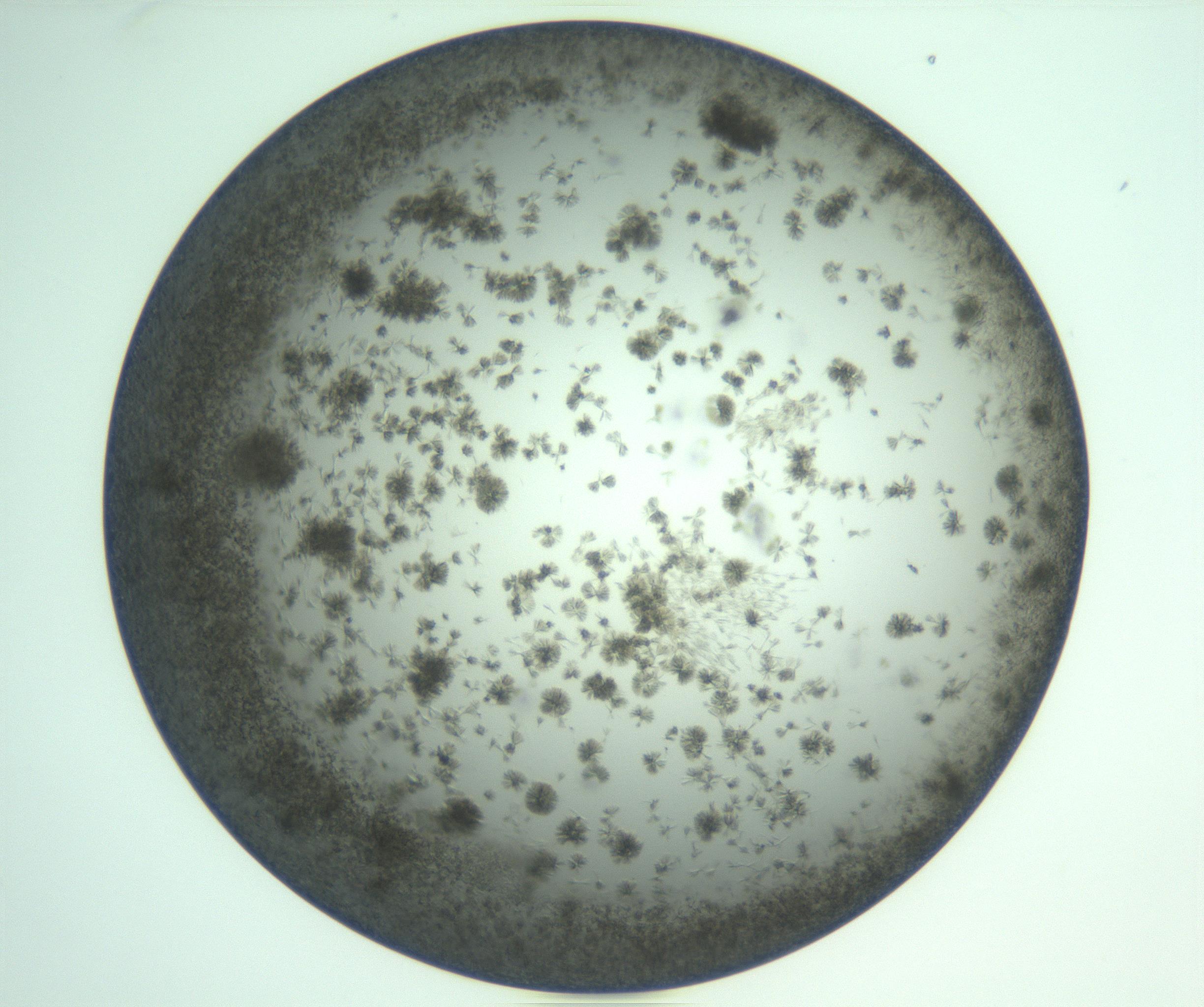 RI01_03_000_0212_Proj1_Clon1_MC_0000MC103275_004_170218_04_08_01_00_99_002_001_RAI.jpg