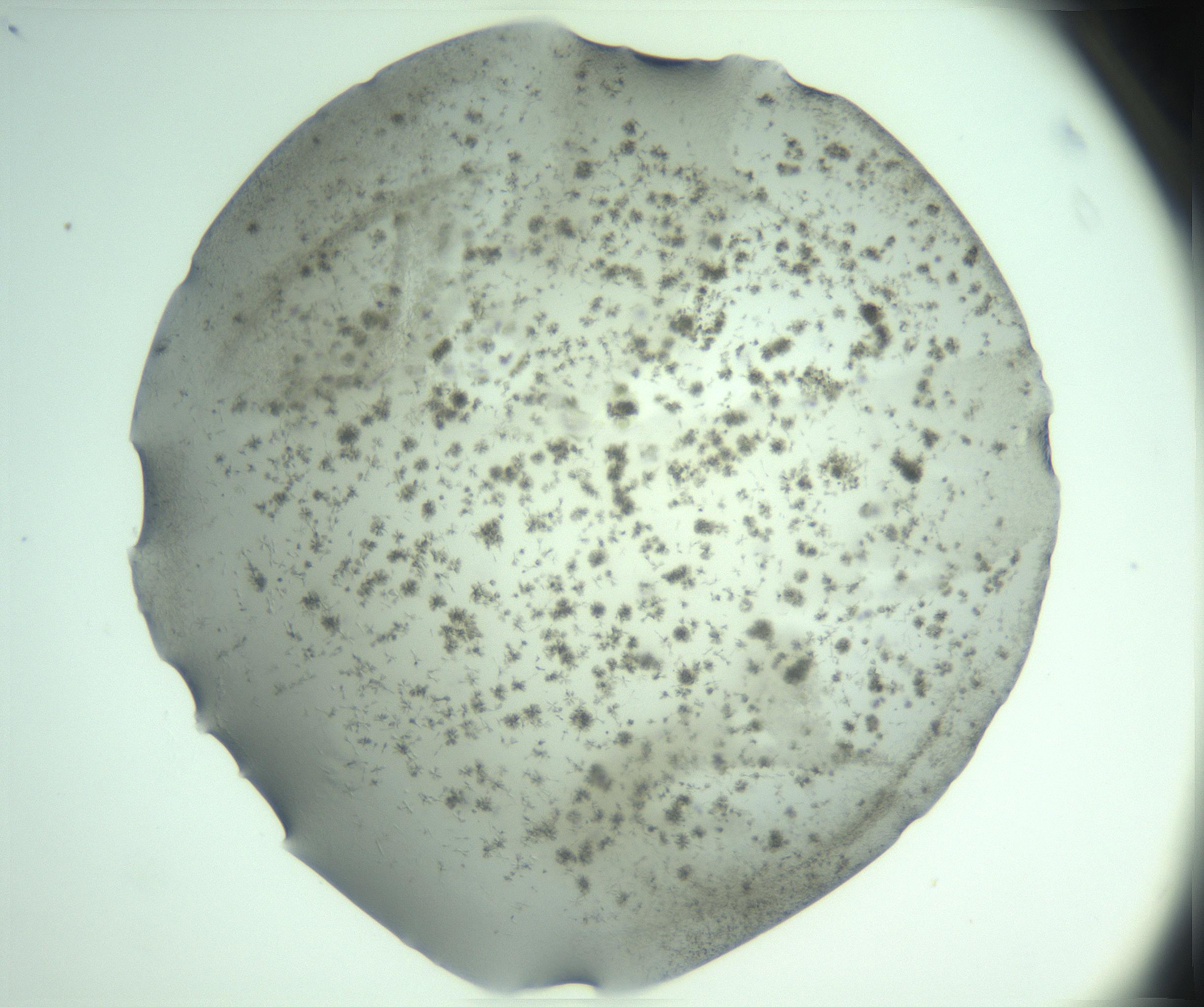 RI01_03_000_0212_Proj1_Clon1_MC_0000MC103275_004_170218_04_08_02_00_99_002_001_RAI.jpg