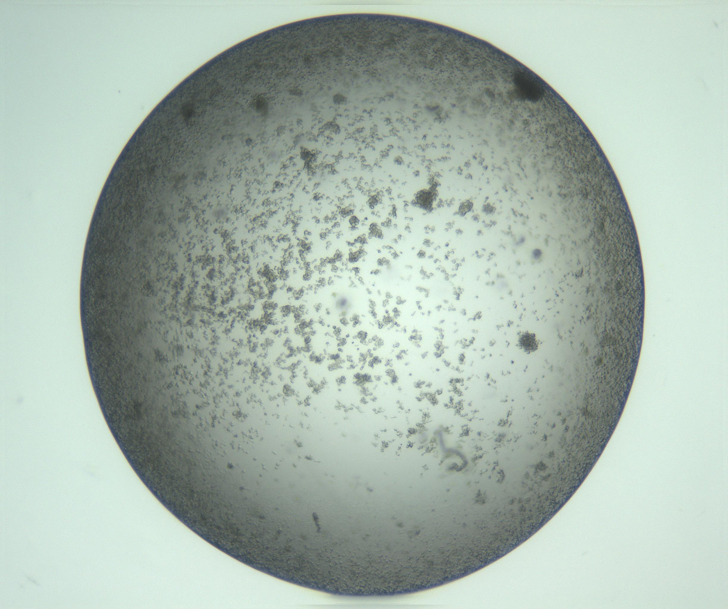 RI01_03_000_0212_Proj1_Clon1_MC_0000MC103275_004_170218_10_04_01_00_99_002_001_RAI.jpg