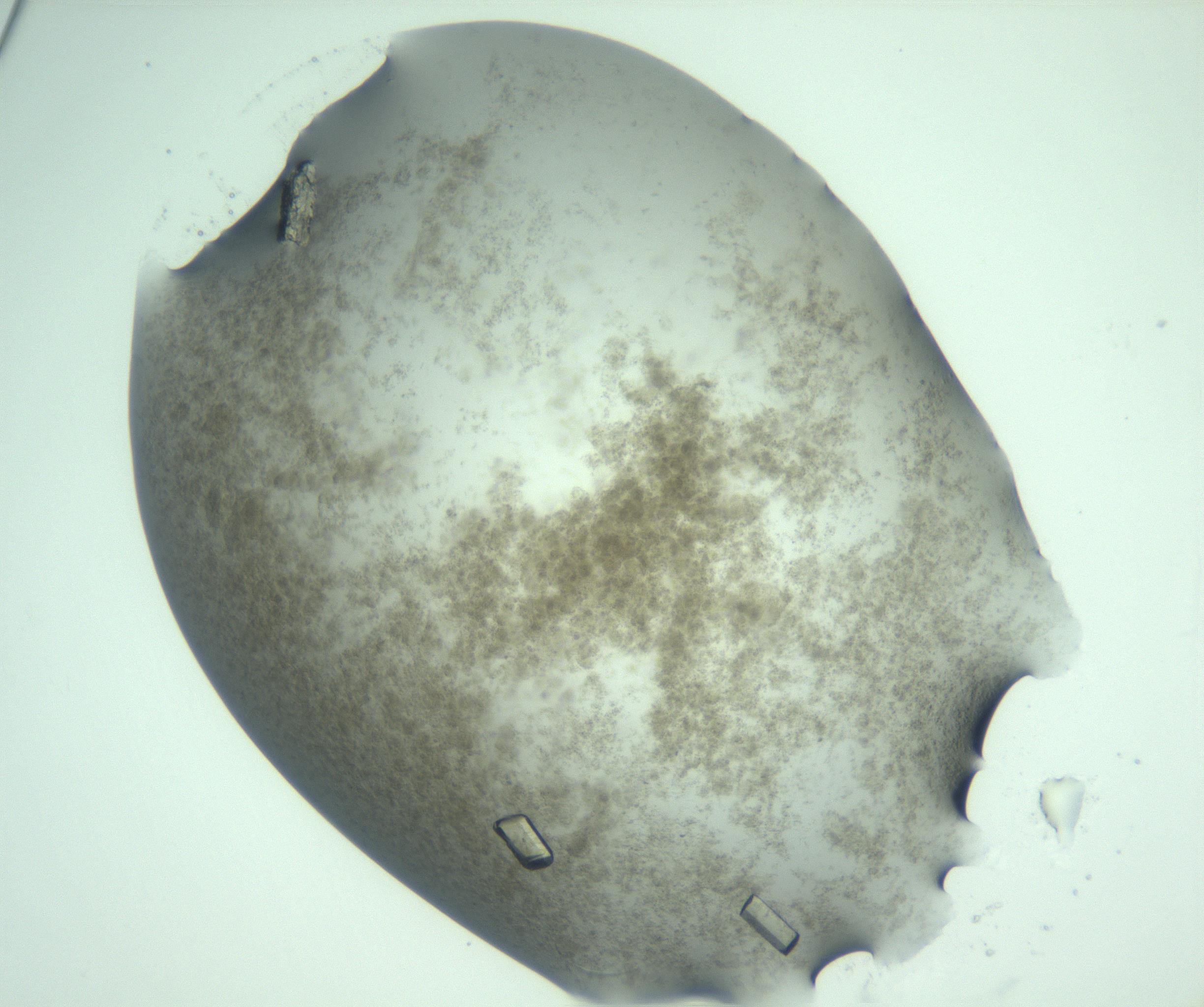 RI01_03_000_0212_Proj1_Clon1_MC_0000MC103276_002_170214_05_02_02_00_99_002_001_RAI.jpg