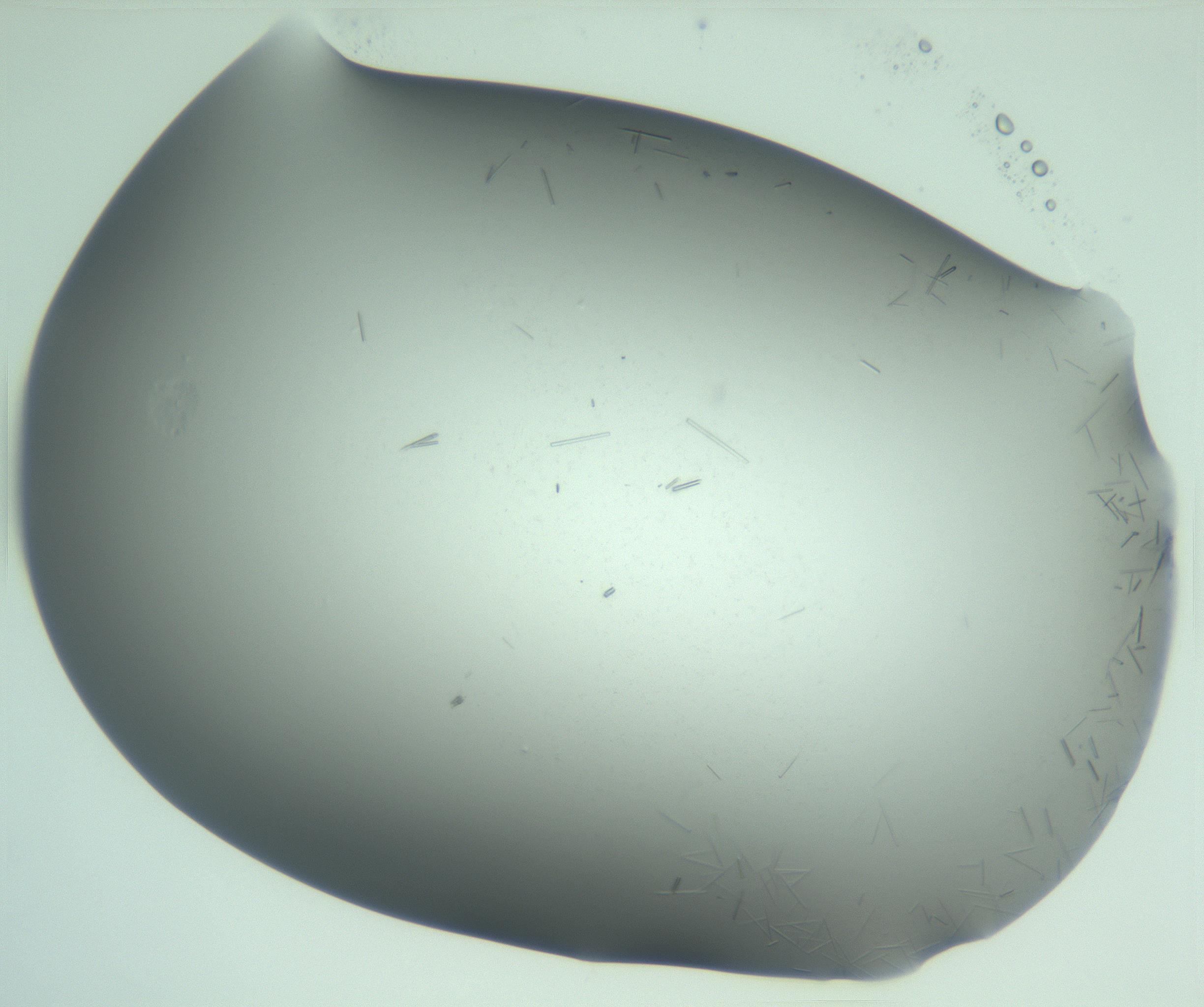 RI01_03_000_0212_Proj1_Clon1_MC_0000MC103280_002_170215_01_05_02_00_99_002_001_RAI.jpg