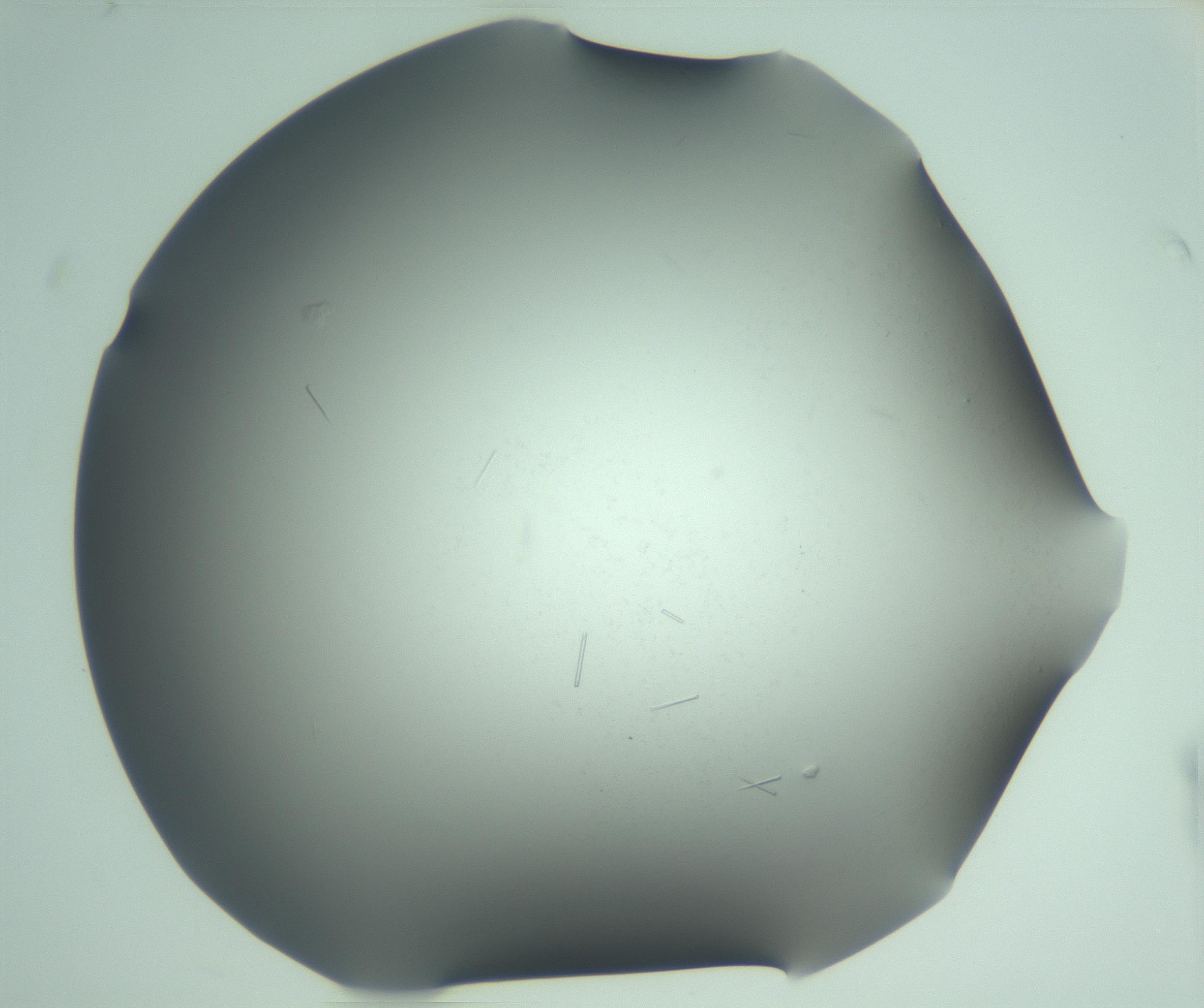 RI01_03_000_0212_Proj1_Clon1_MC_0000MC103280_002_170215_02_07_02_00_99_002_001_RAI.jpg