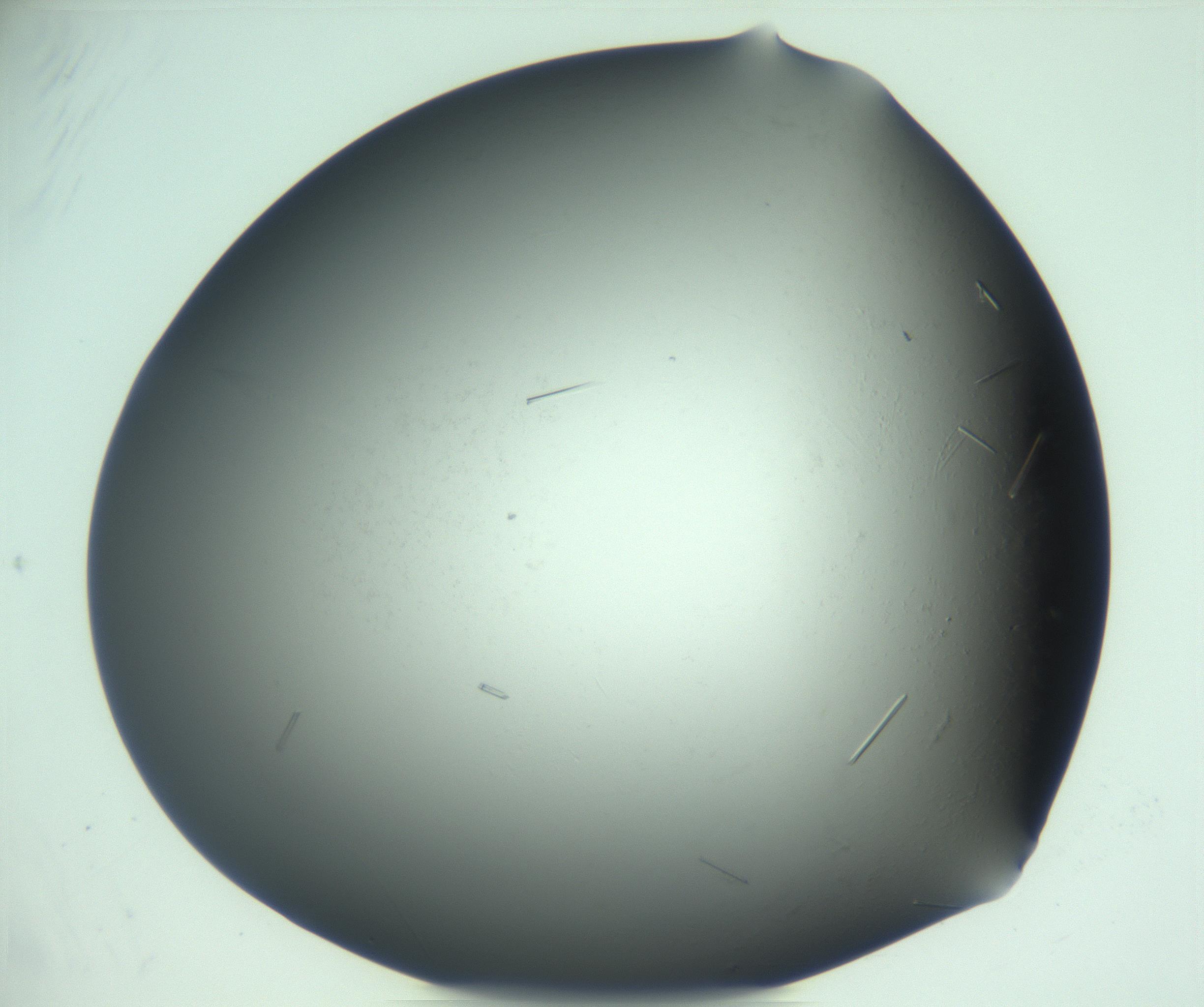 RI01_03_000_0212_Proj1_Clon1_MC_0000MC103280_002_170215_02_08_02_00_99_002_001_RAI.jpg