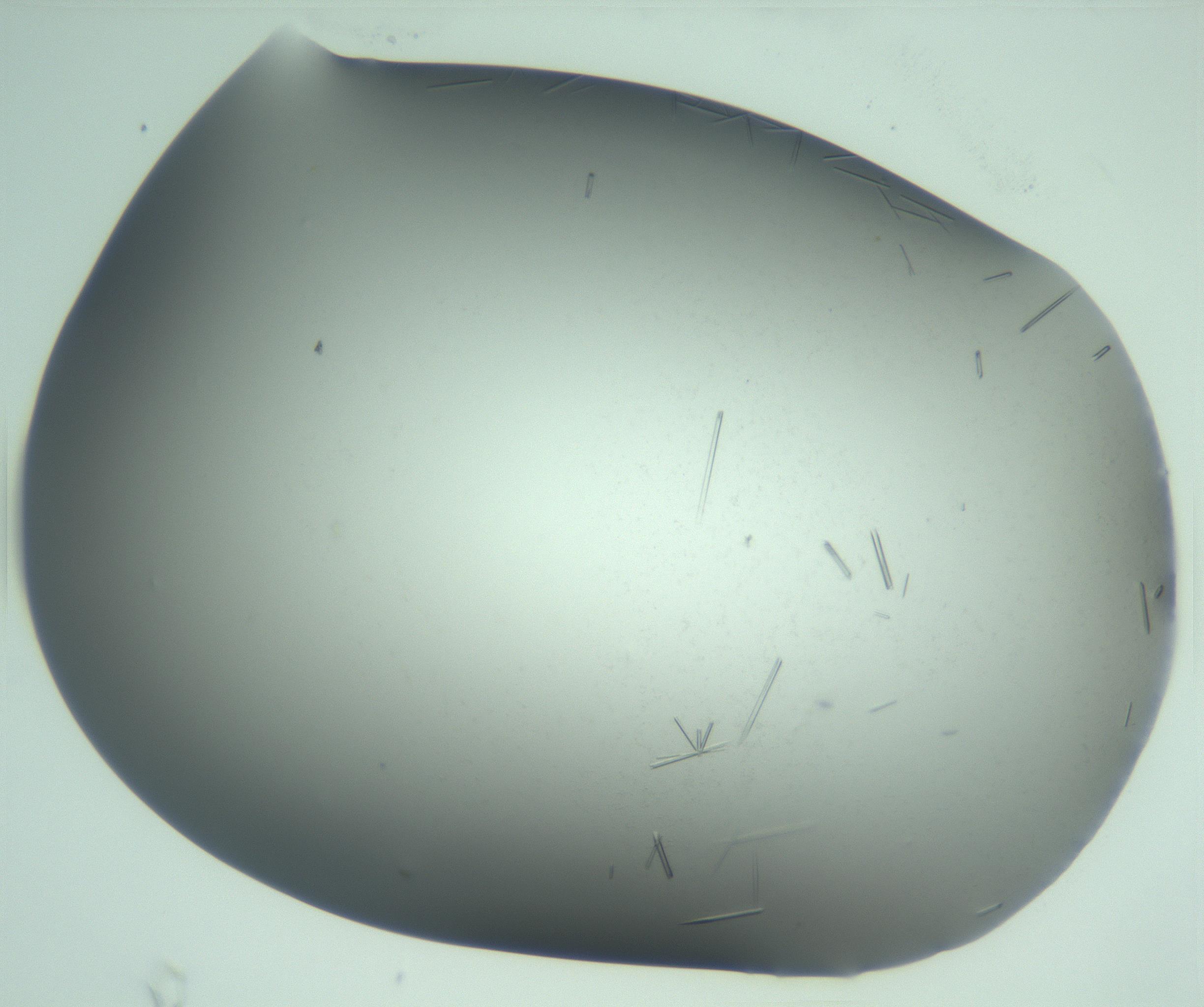 RI01_03_000_0212_Proj1_Clon1_MC_0000MC103280_002_170215_05_05_02_00_99_002_001_RAI.jpg