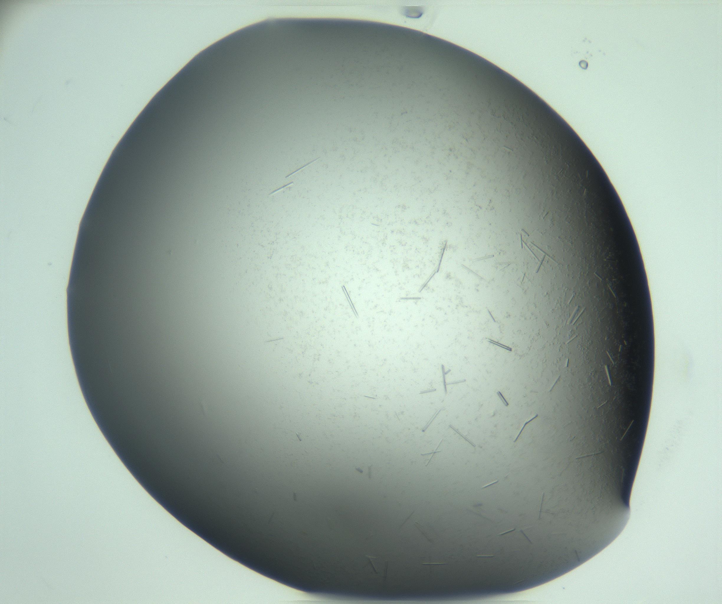 RI01_03_000_0212_Proj1_Clon1_MC_0000MC103280_002_170215_05_08_01_00_99_002_001_RAI.jpg