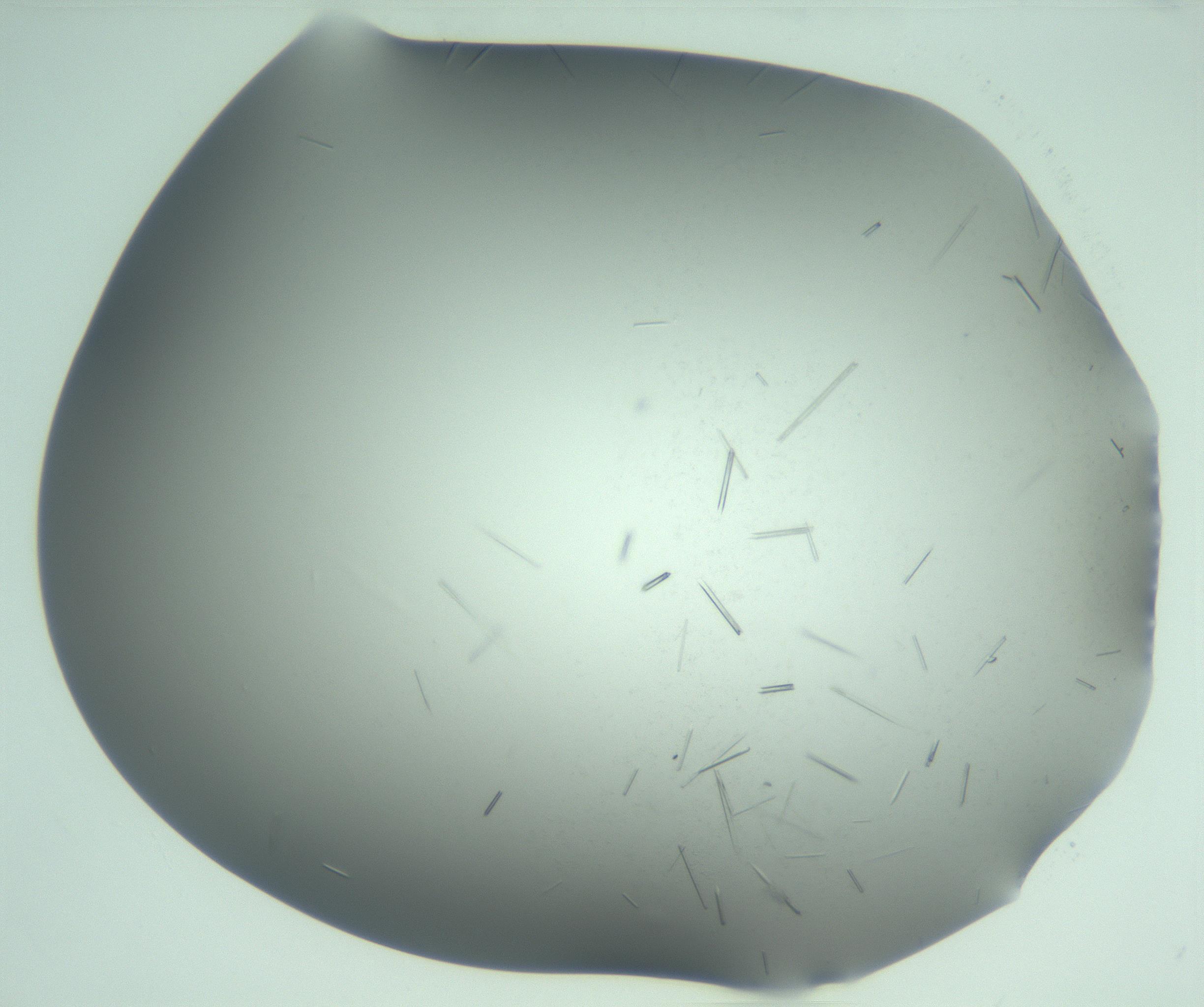 RI01_03_000_0212_Proj1_Clon1_MC_0000MC103280_002_170215_06_05_02_00_99_002_001_RAI.jpg