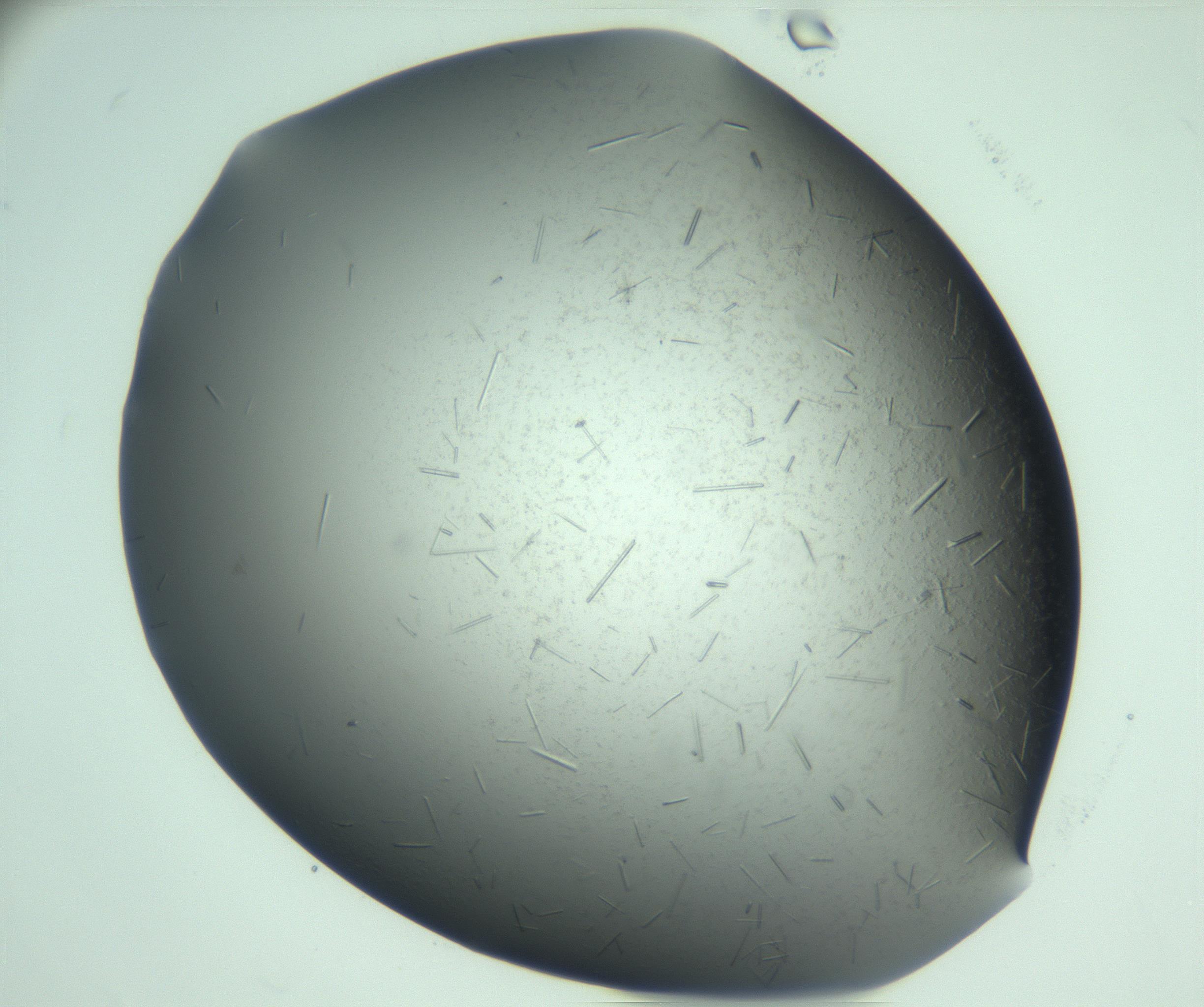 RI01_03_000_0212_Proj1_Clon1_MC_0000MC103280_002_170215_06_08_01_00_99_002_001_RAI.jpg